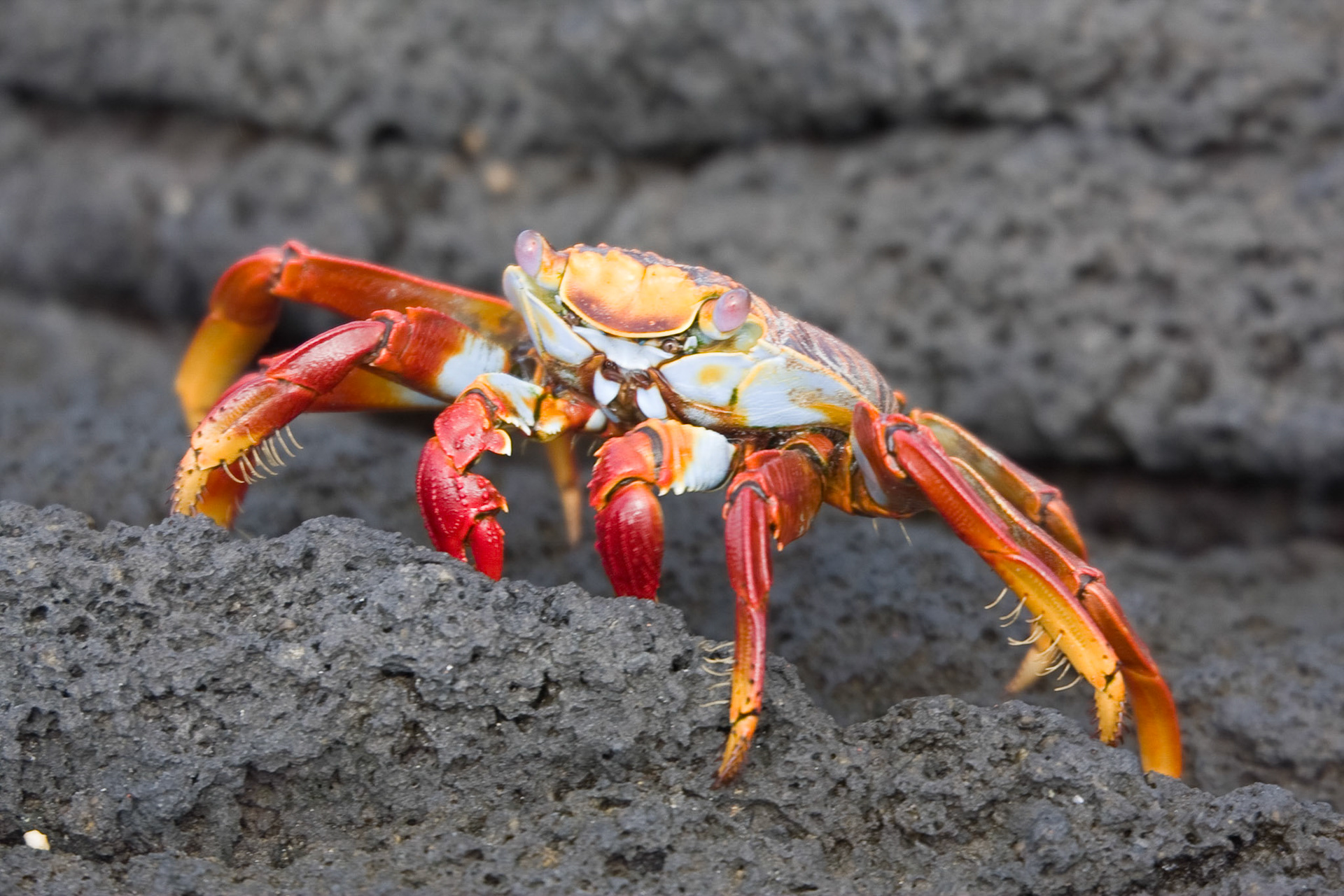Sally Lightfoot crab
