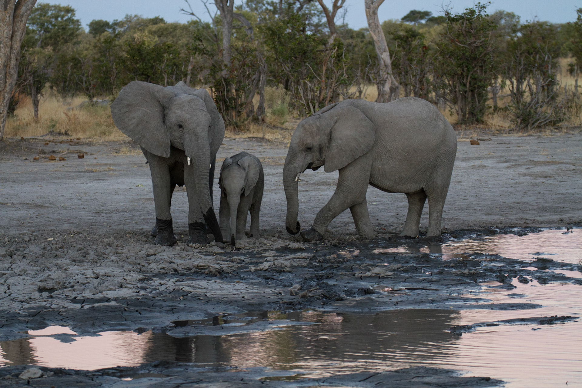 Looking after the baby whilst the others drink