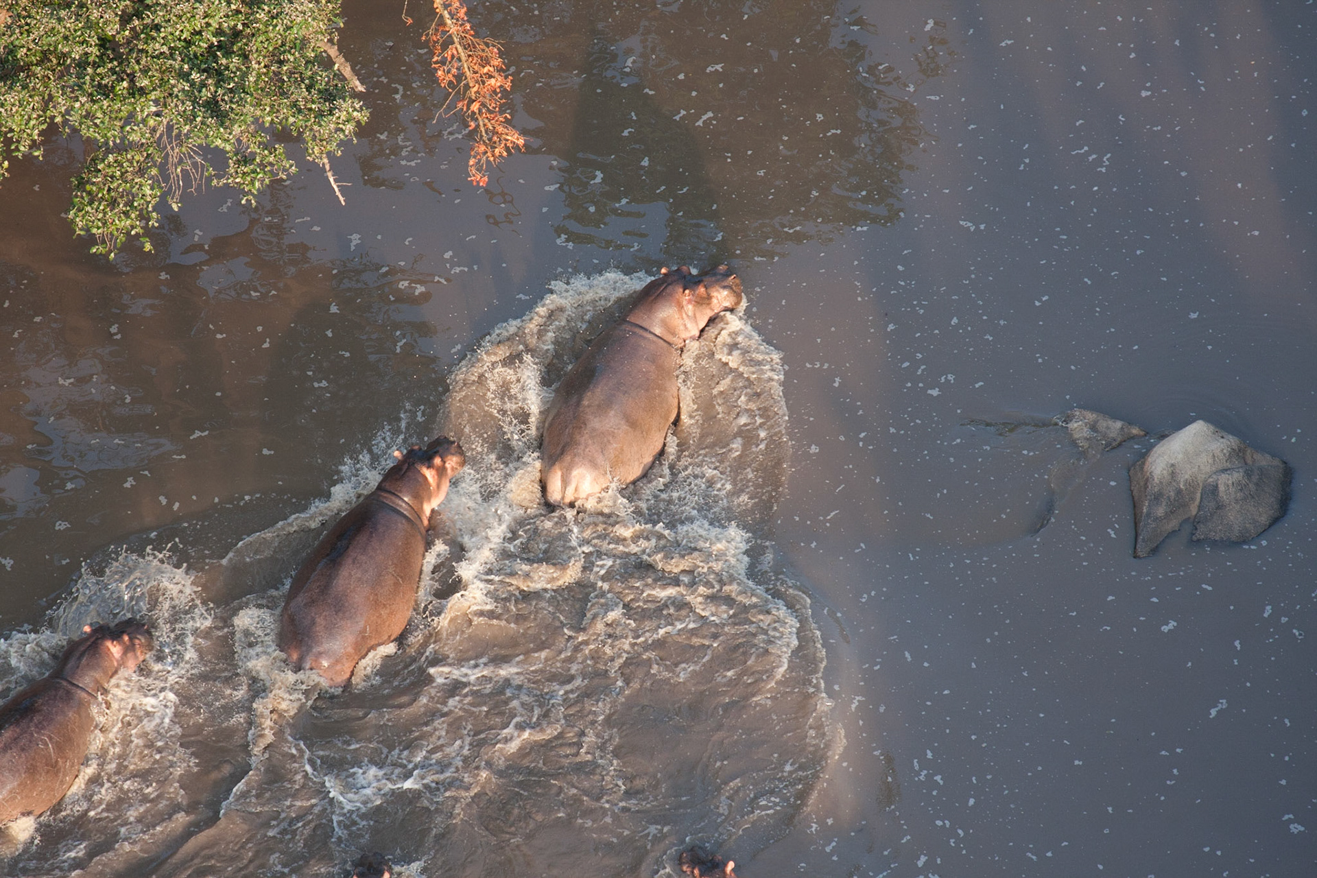 Hippos in the Grumeti river