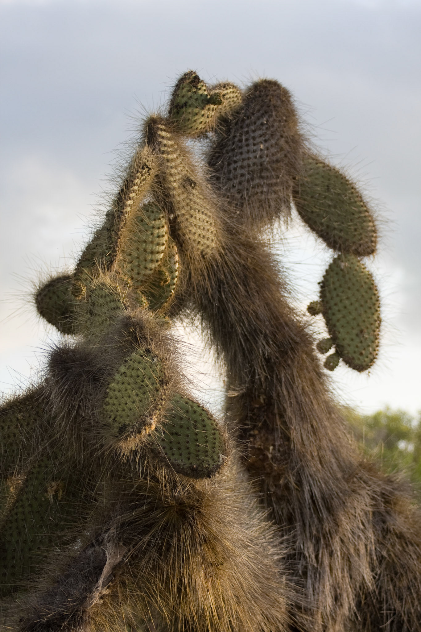 Prickly pear cactus