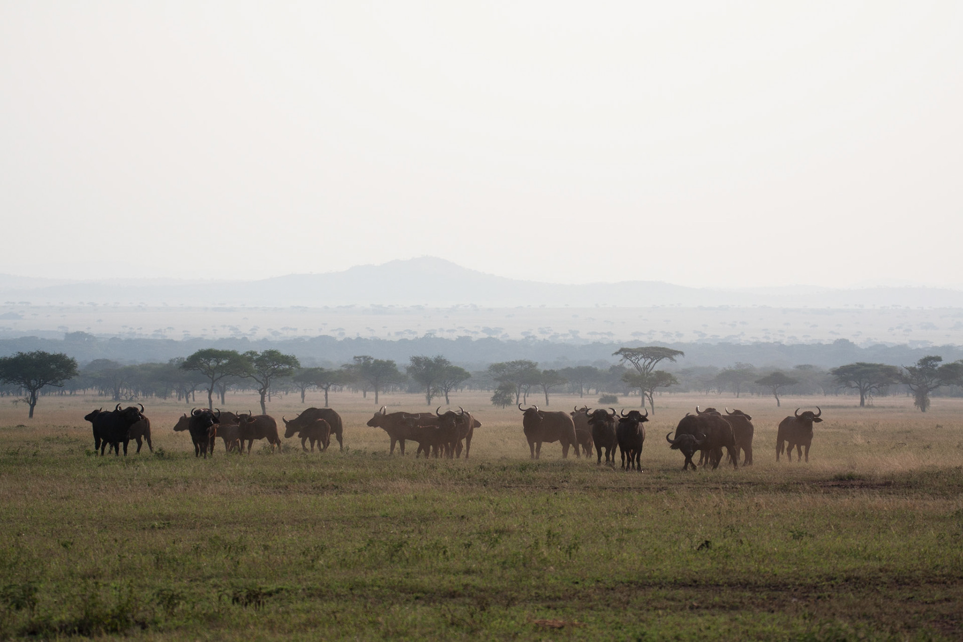 Buffalo on the Serengeti plains