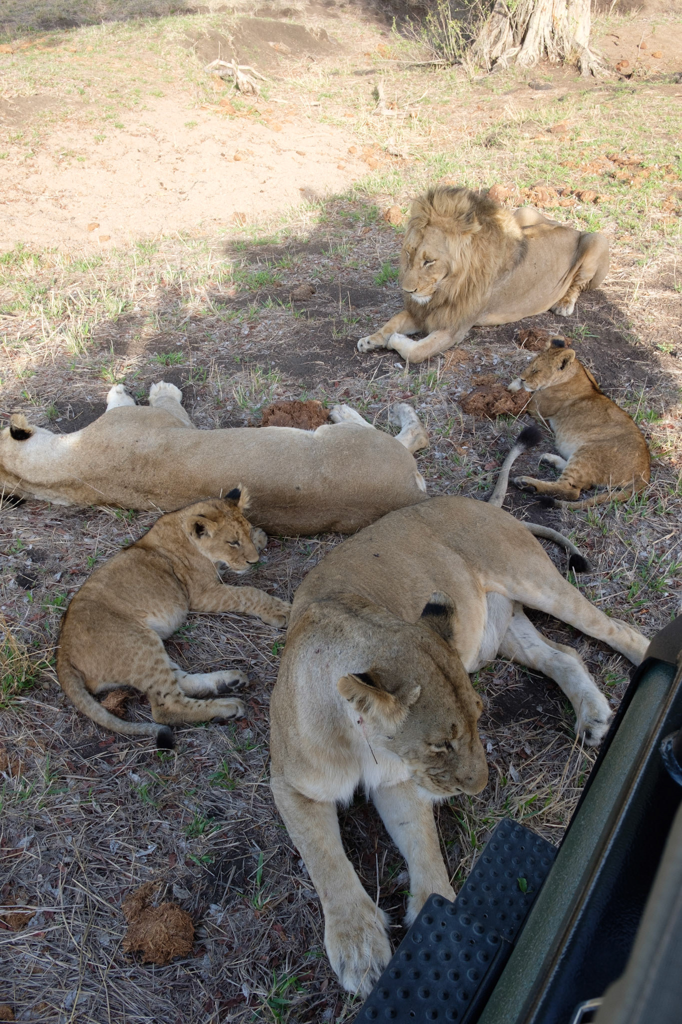 Lions in the shade of our Land Rover
