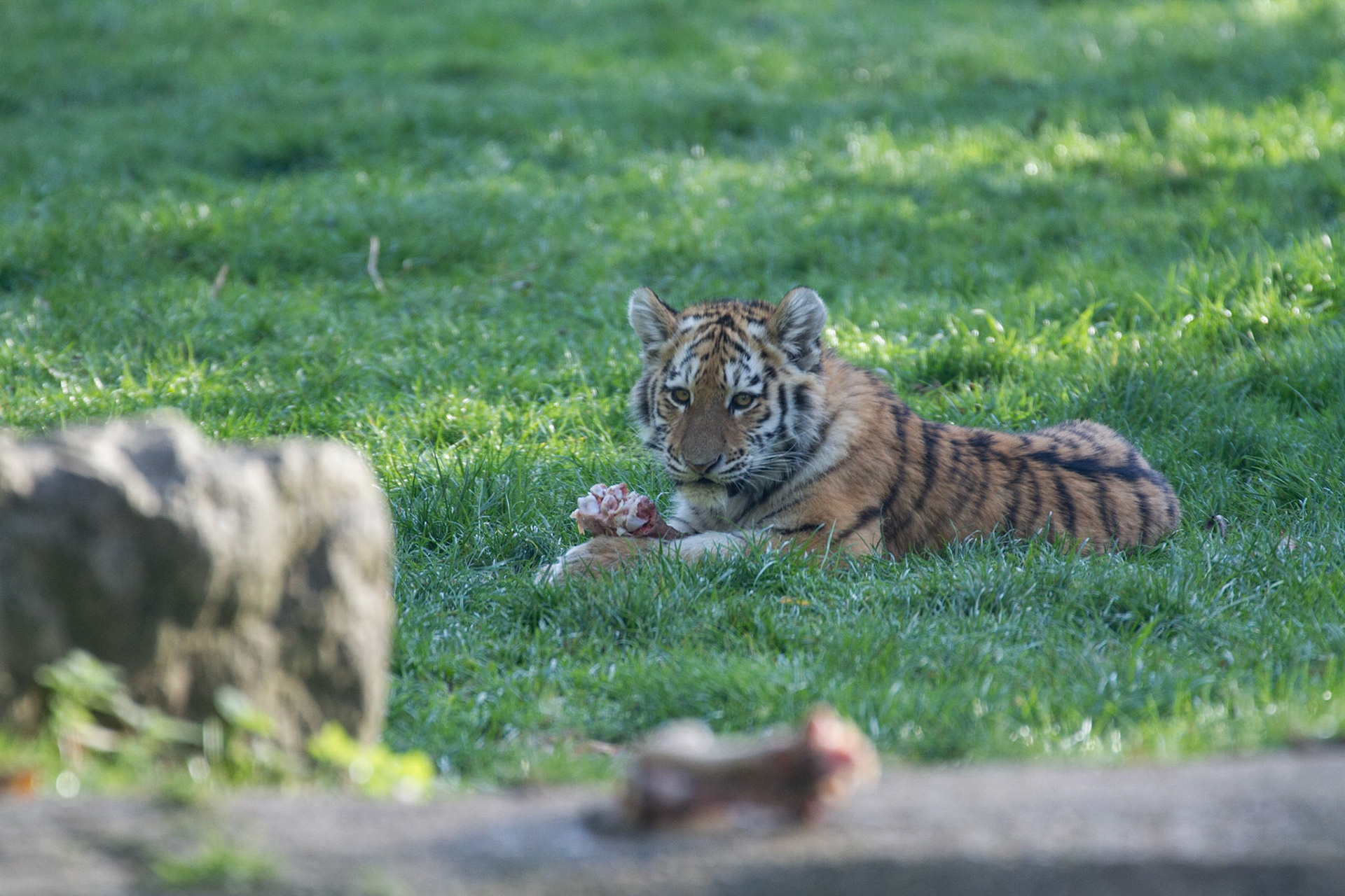 Tiger cub, 5.5 months old