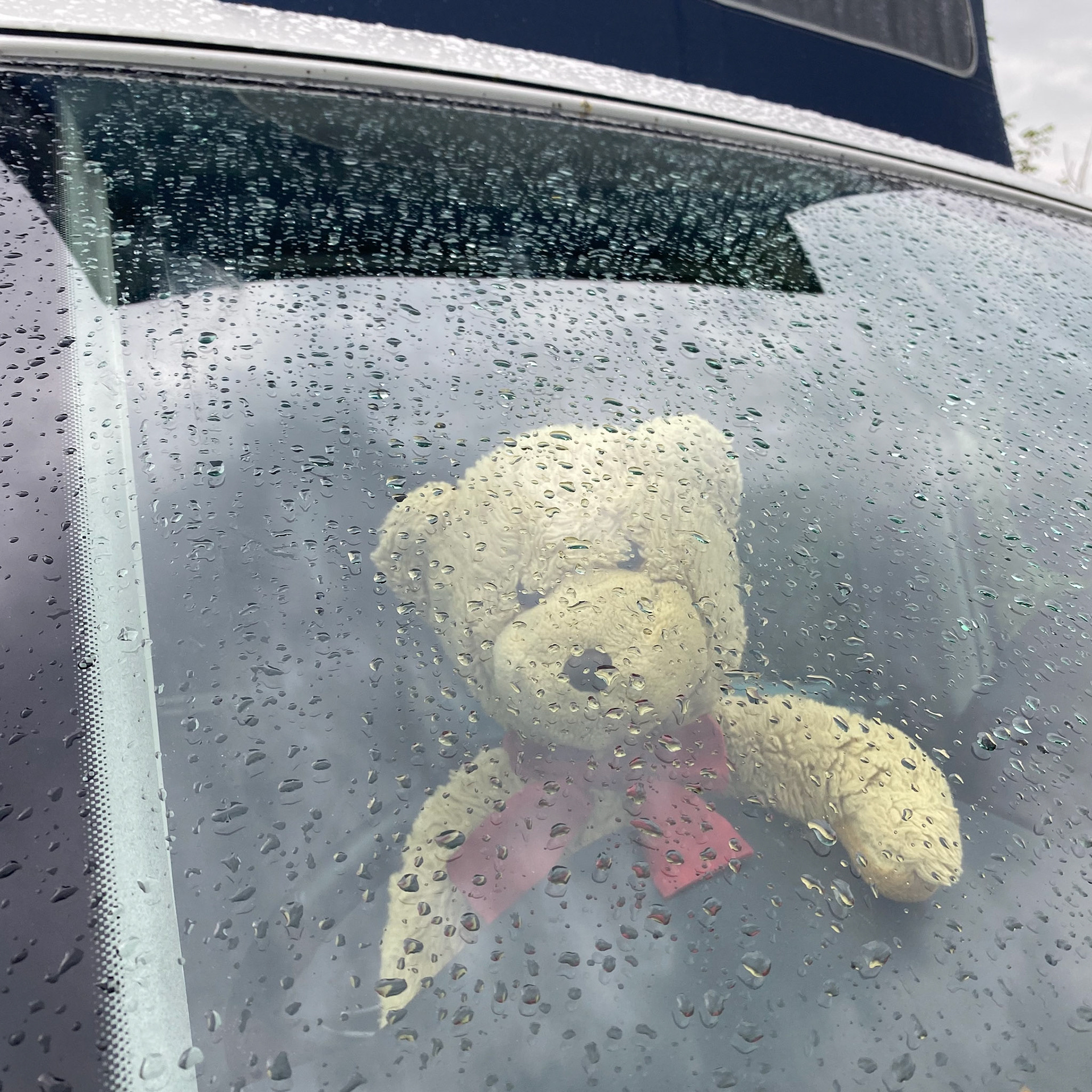 Bertie in the van on a wet morning