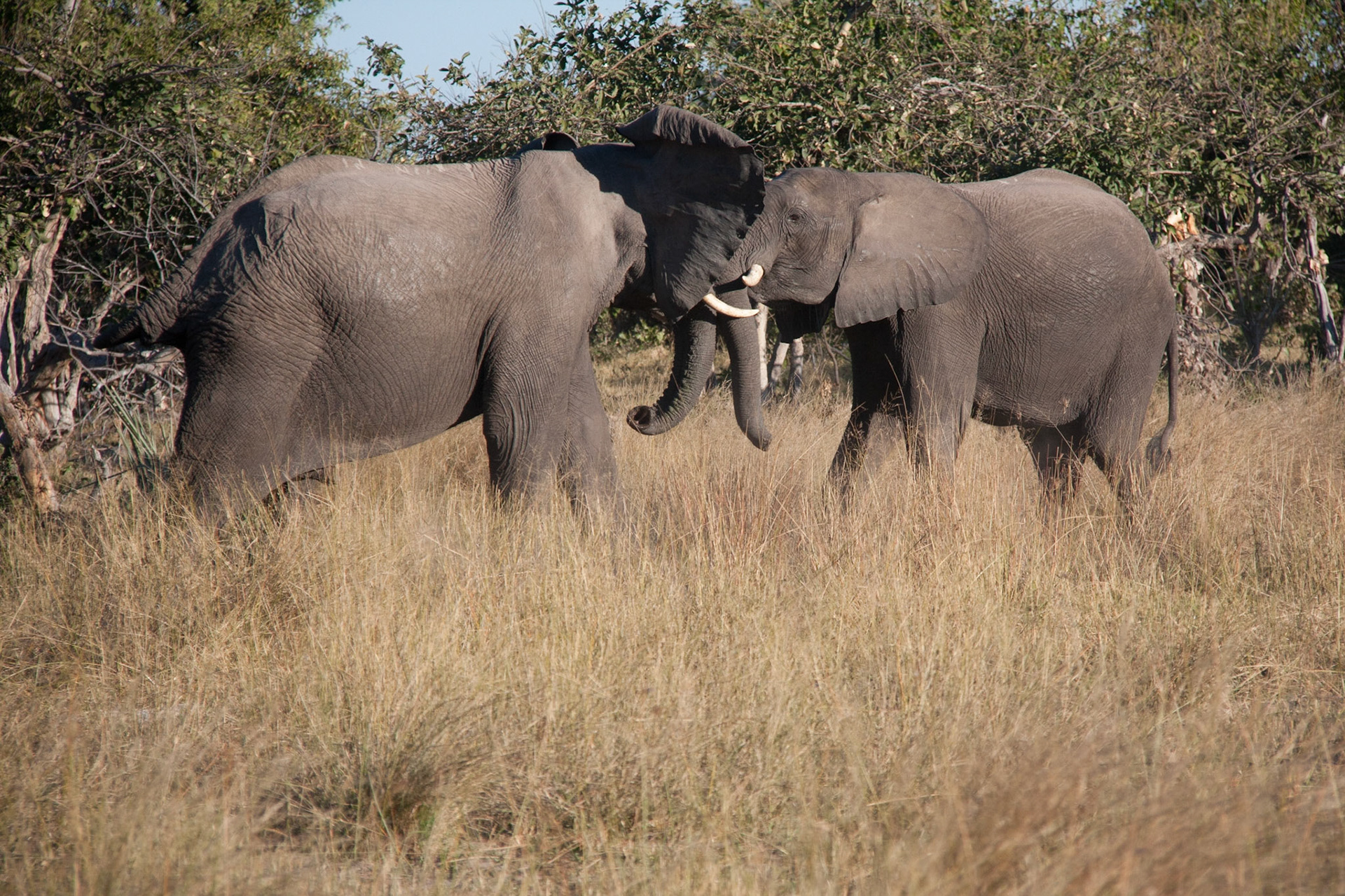 Elephants in the Okavango Delta