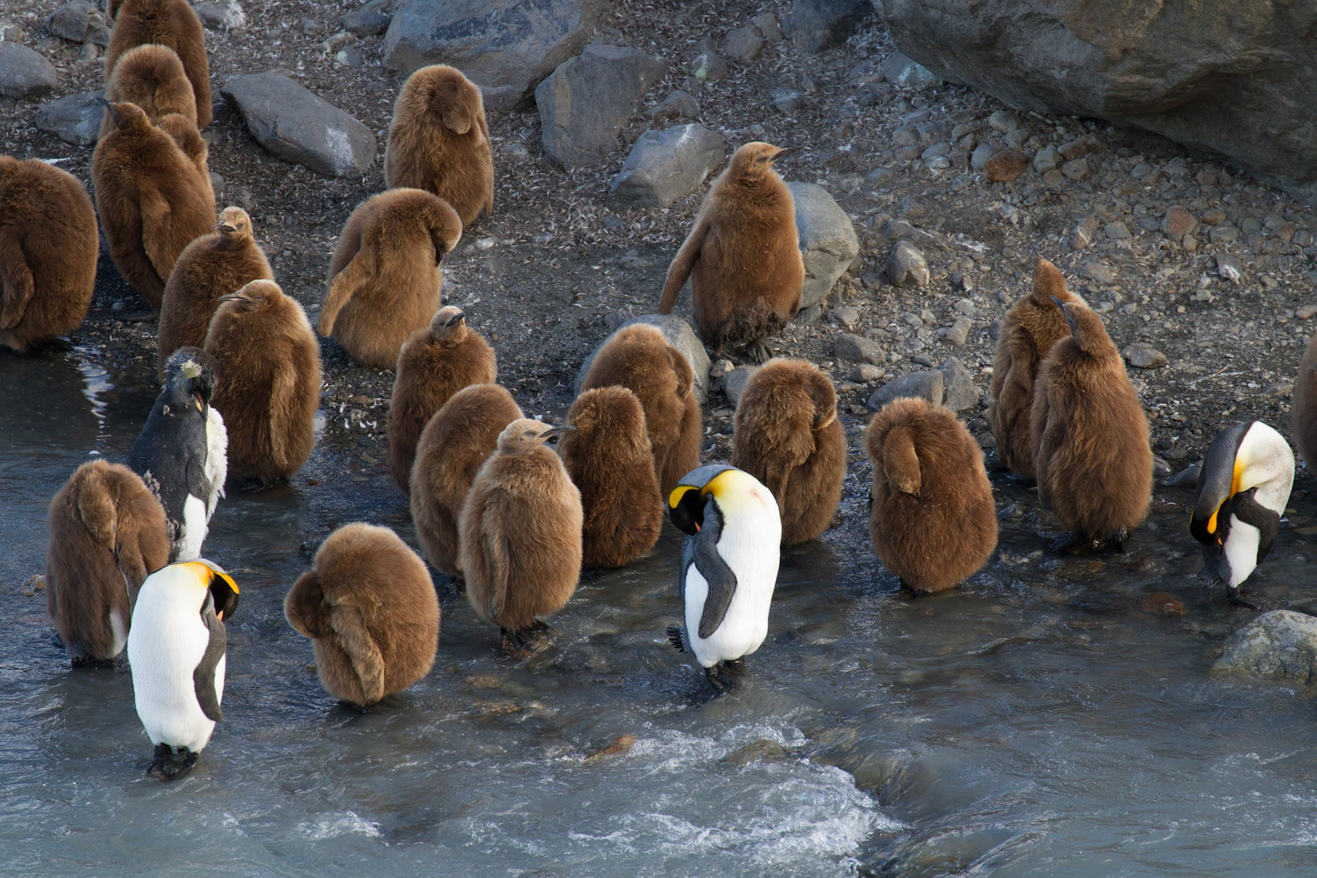 King penguins and chicks