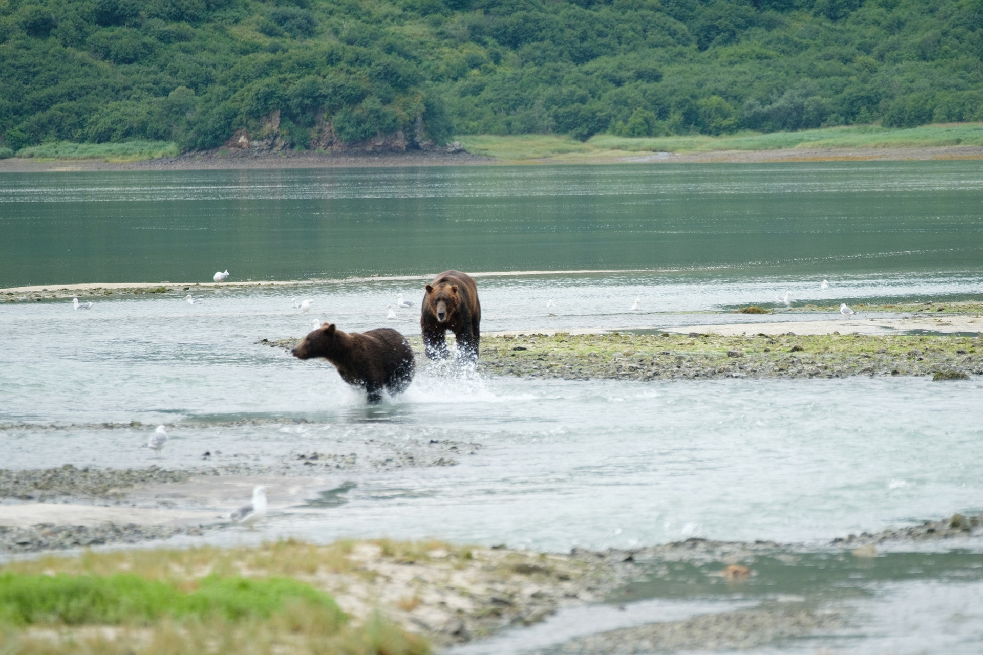 Saul bluff charging Lady