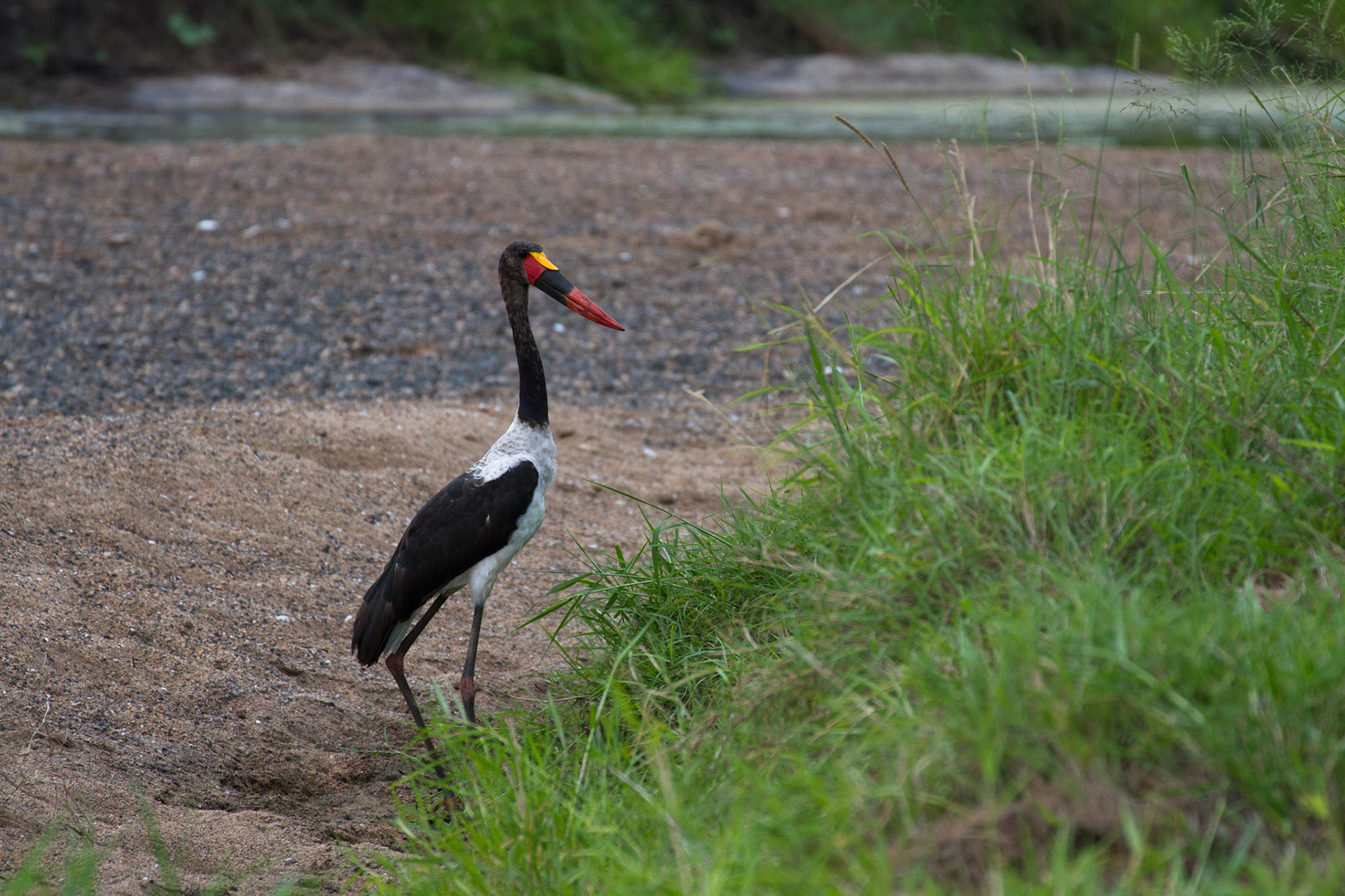 Saddle billed stork