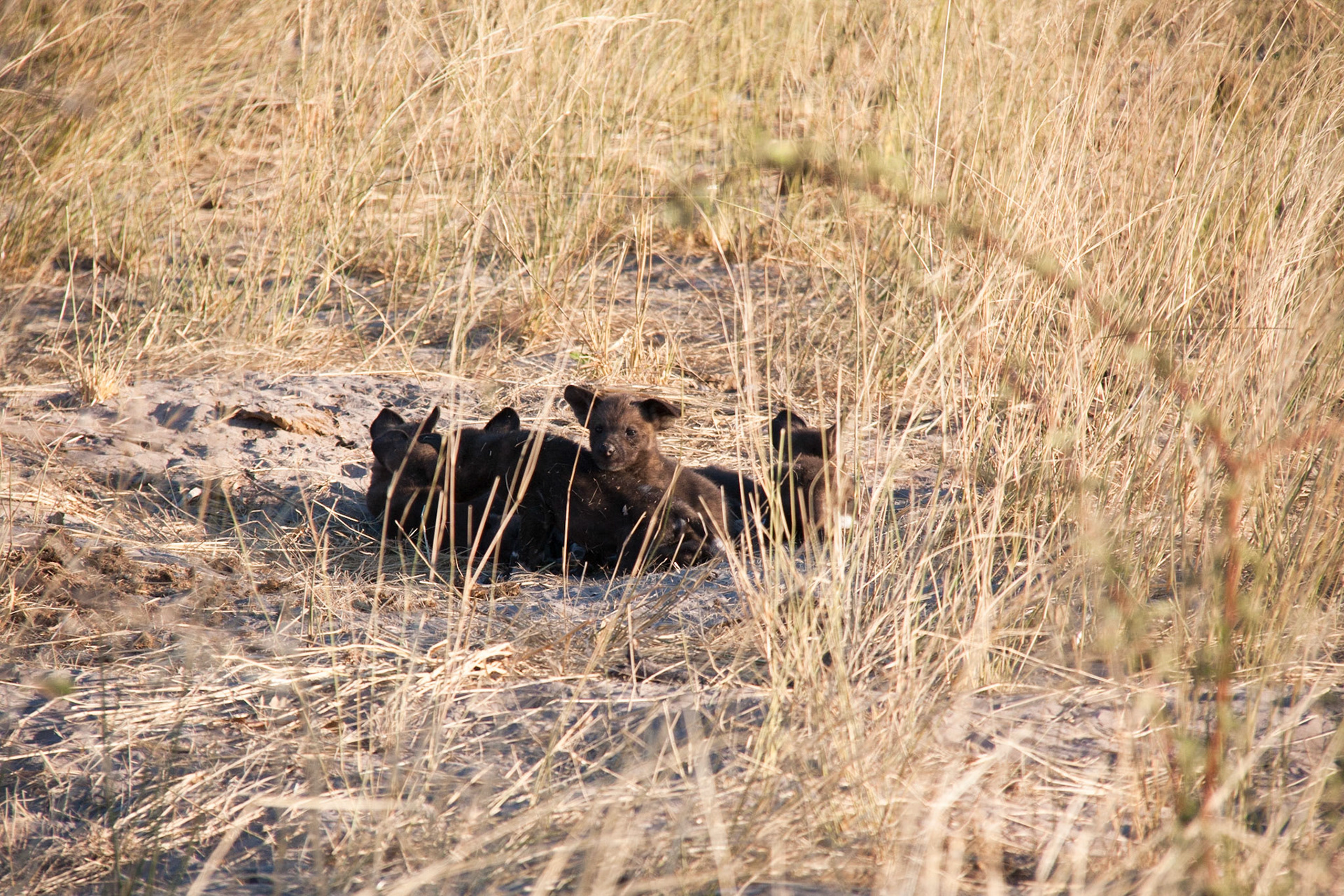 Wild dog pups
