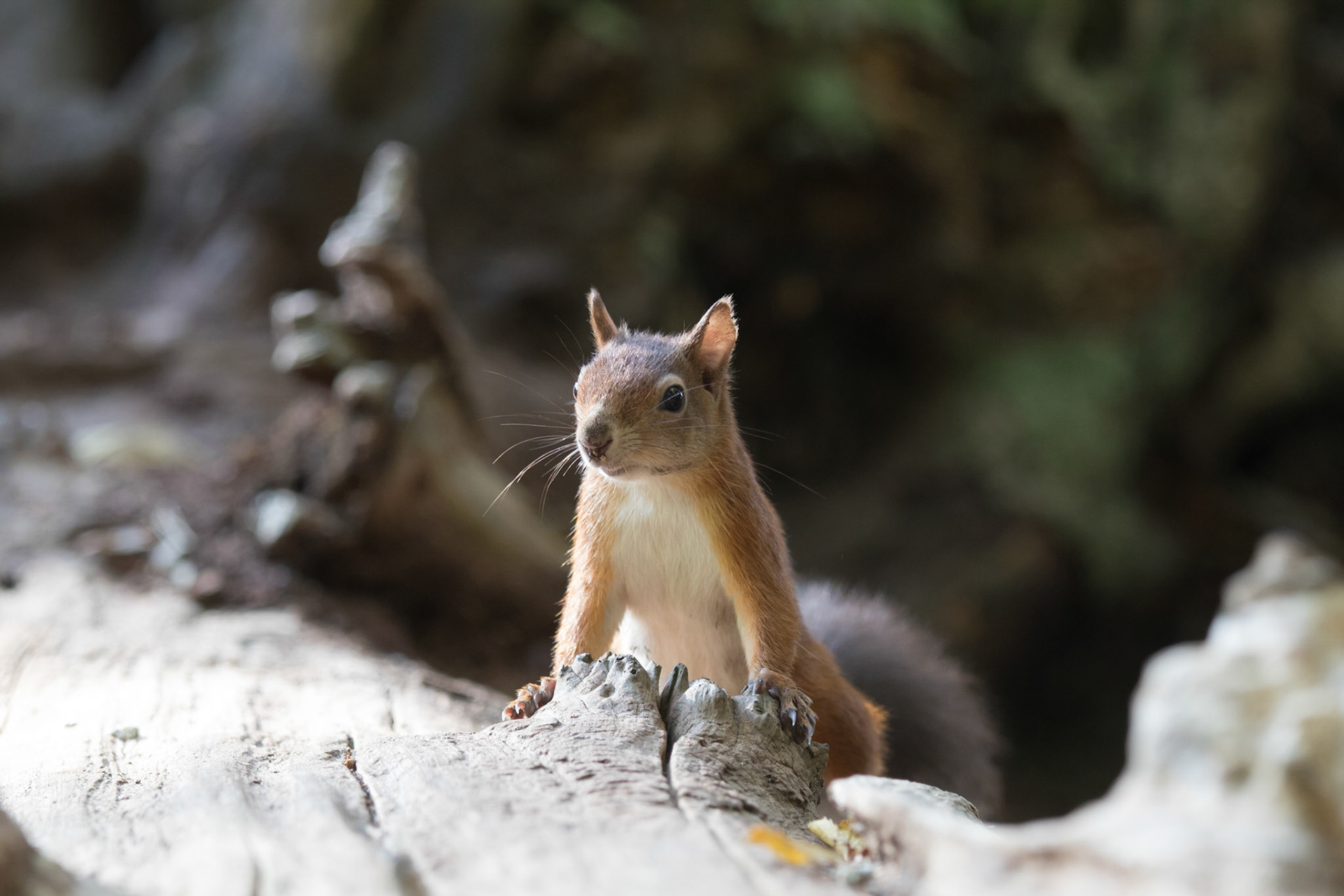 Red squirrel in the woods, Brownsea Island