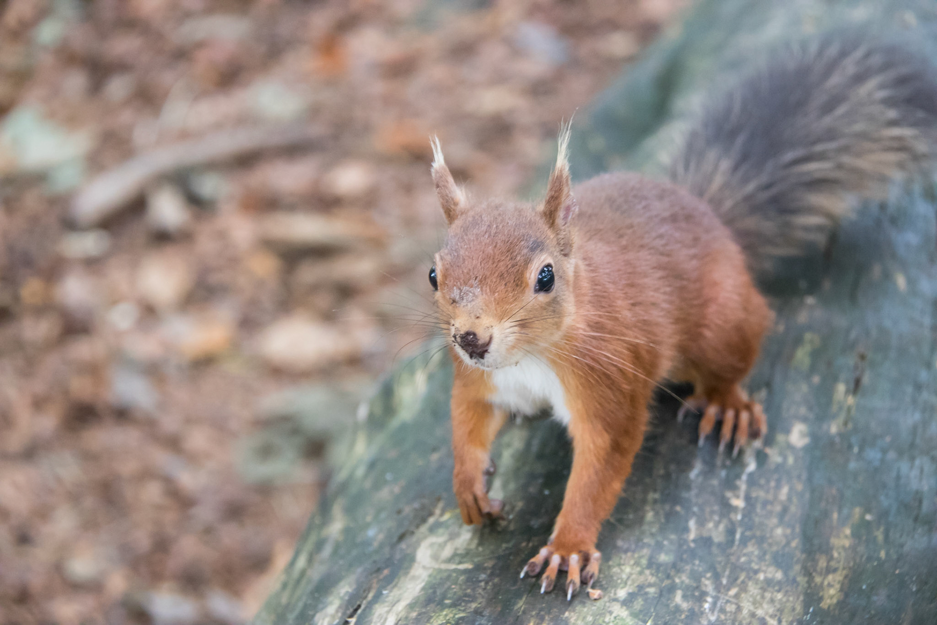 Red squirrel in the woods, Brownsea Island