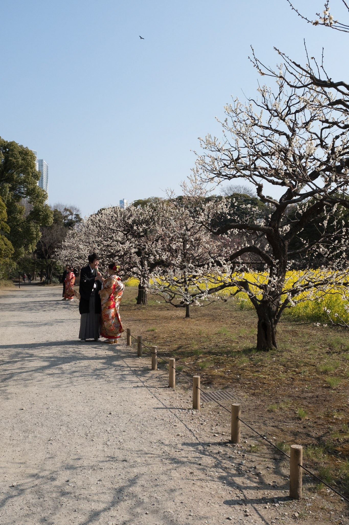 Plum trees, Hamarikyu gardens