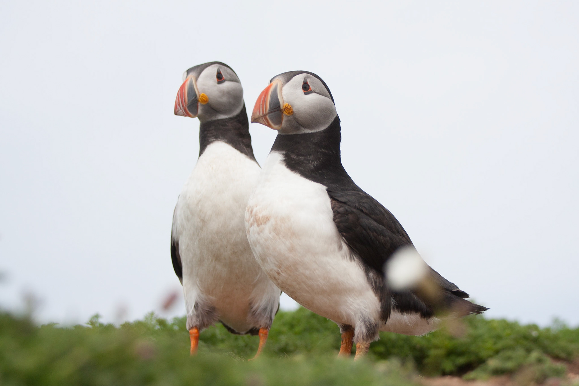 Puffins