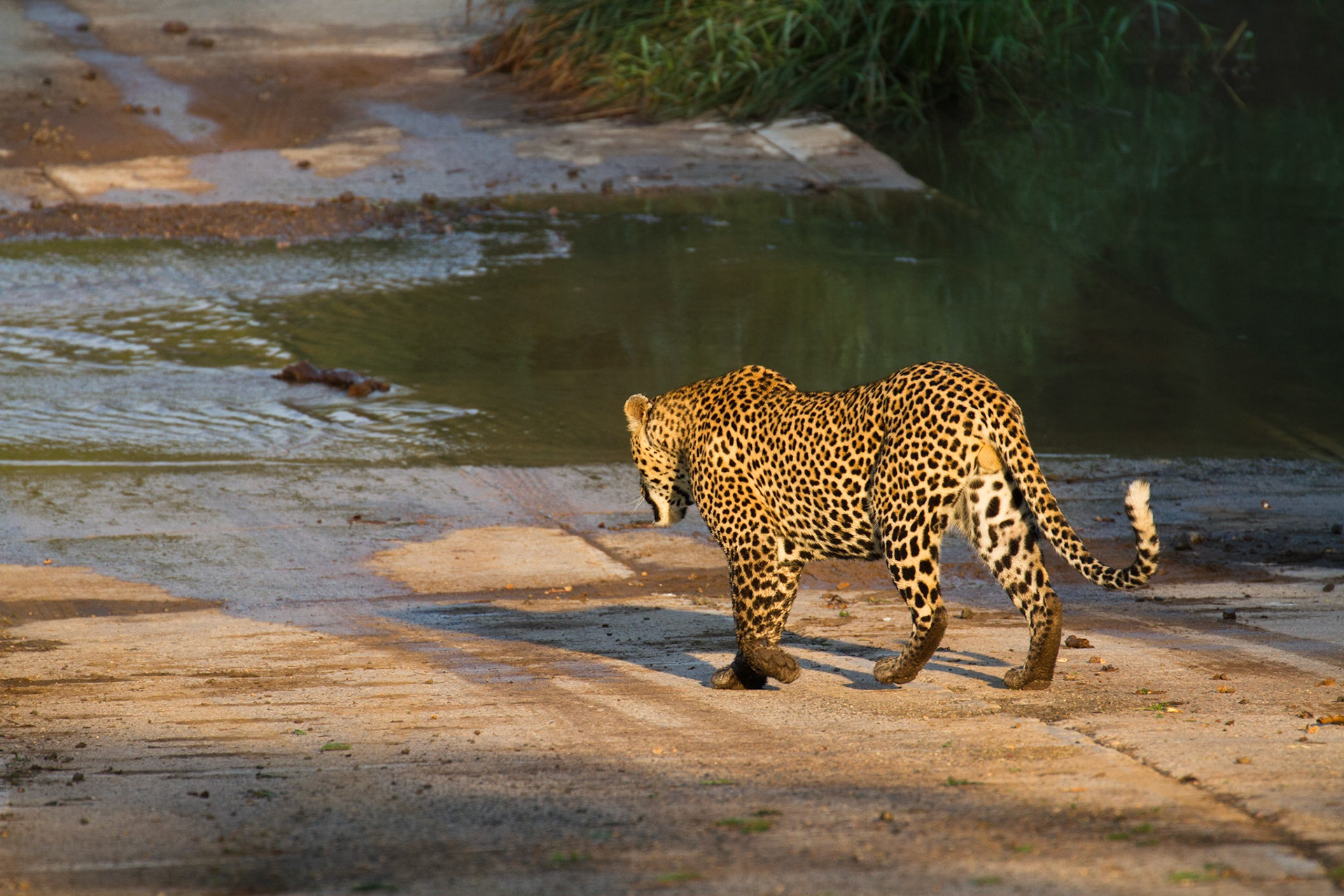 Shinwenyana male leopard