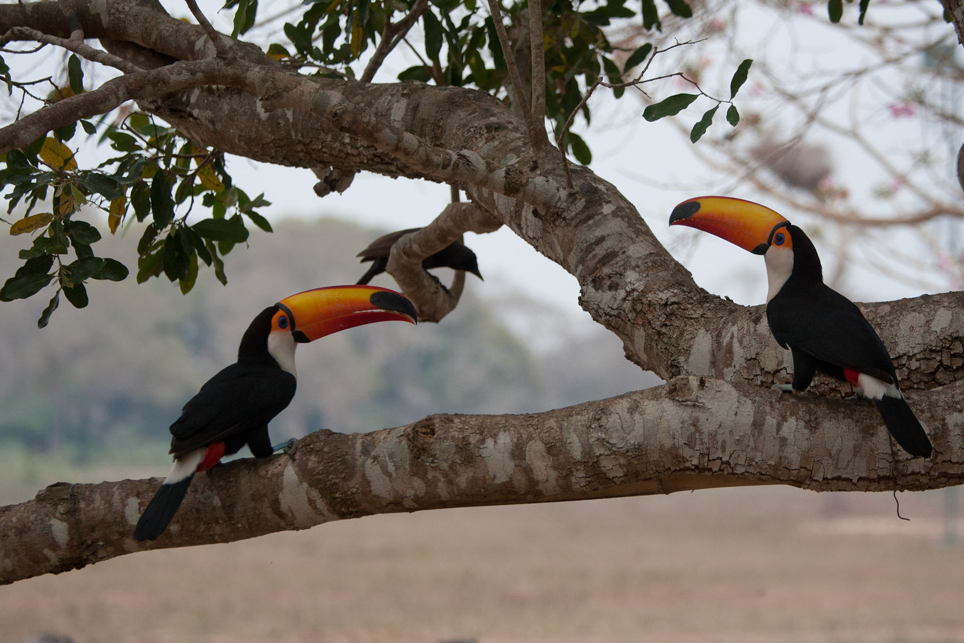 Toco toucans