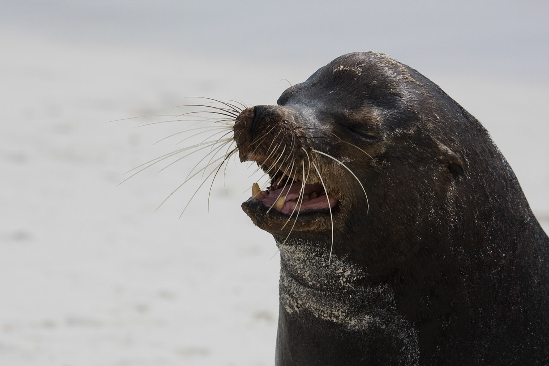 Dominant bull sea lion