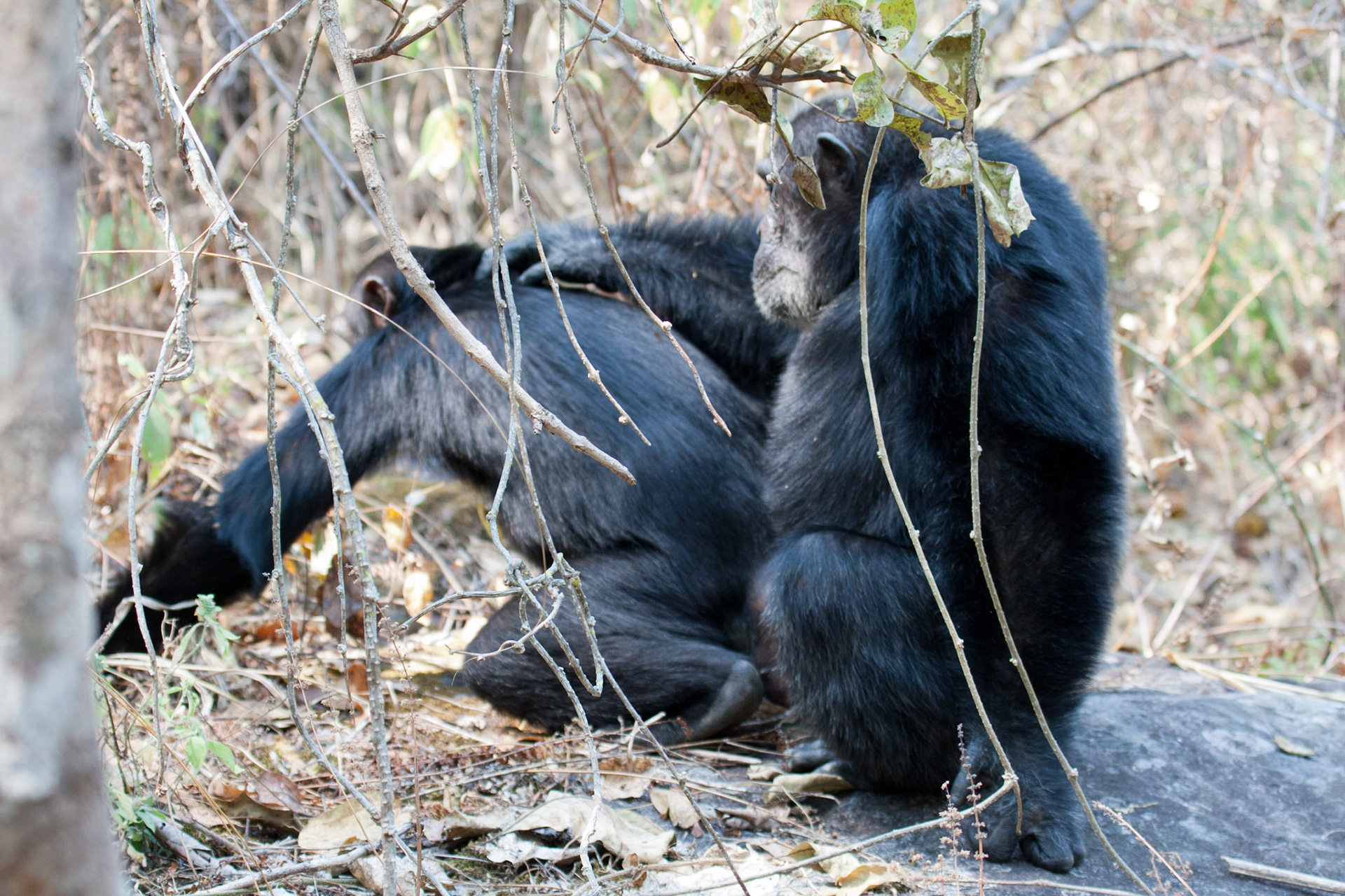 Bonobo and Juju, doing what males and females do!