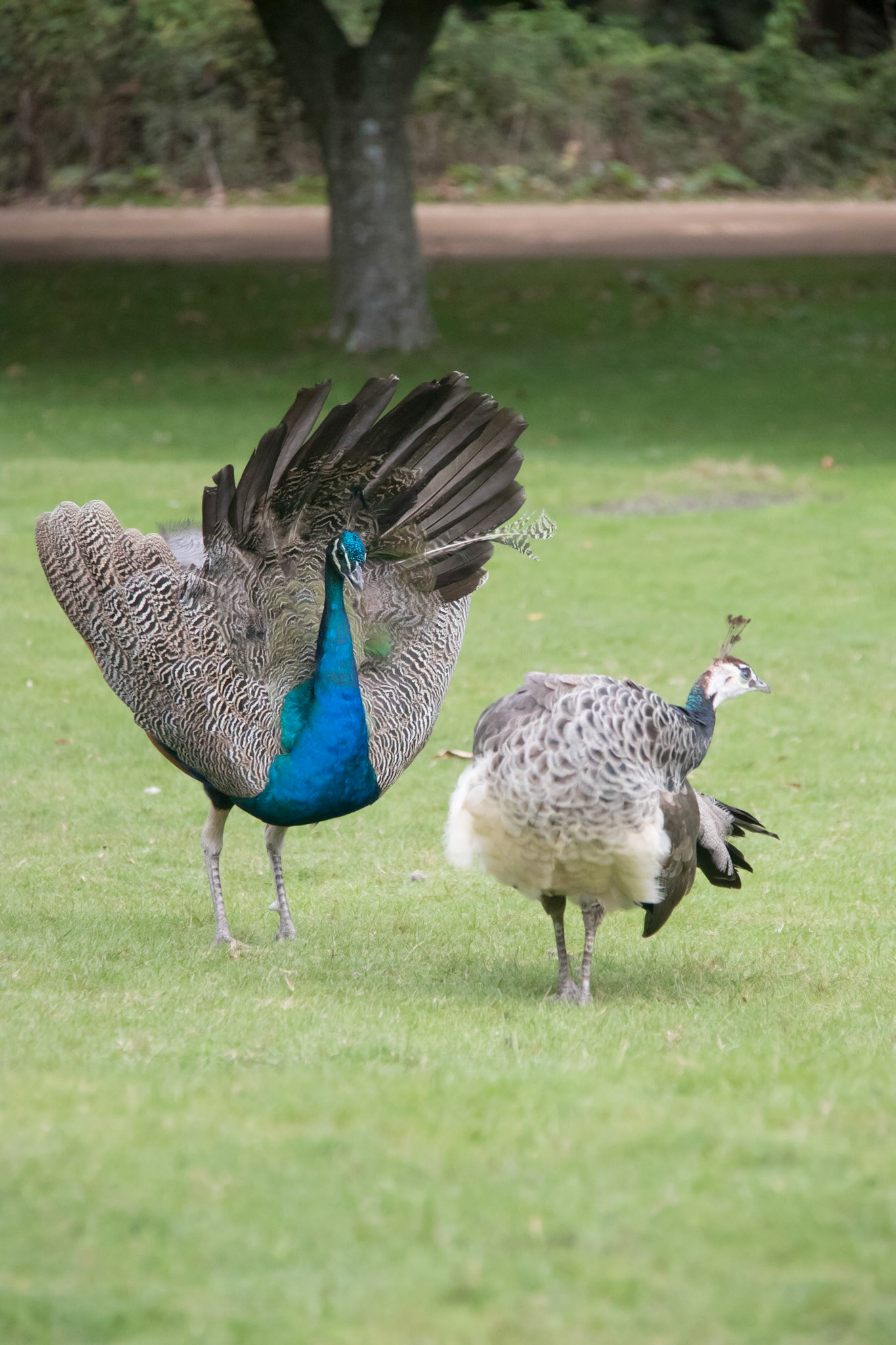 Male peacock display