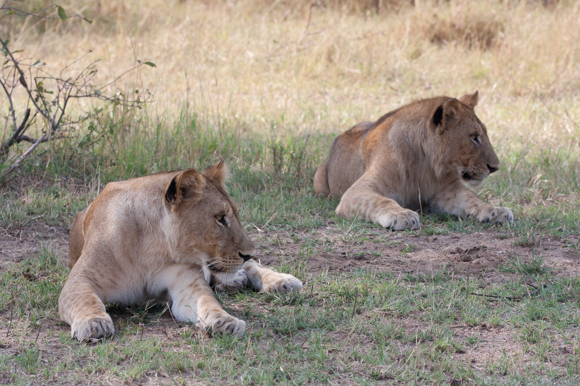Intently watching an impala...