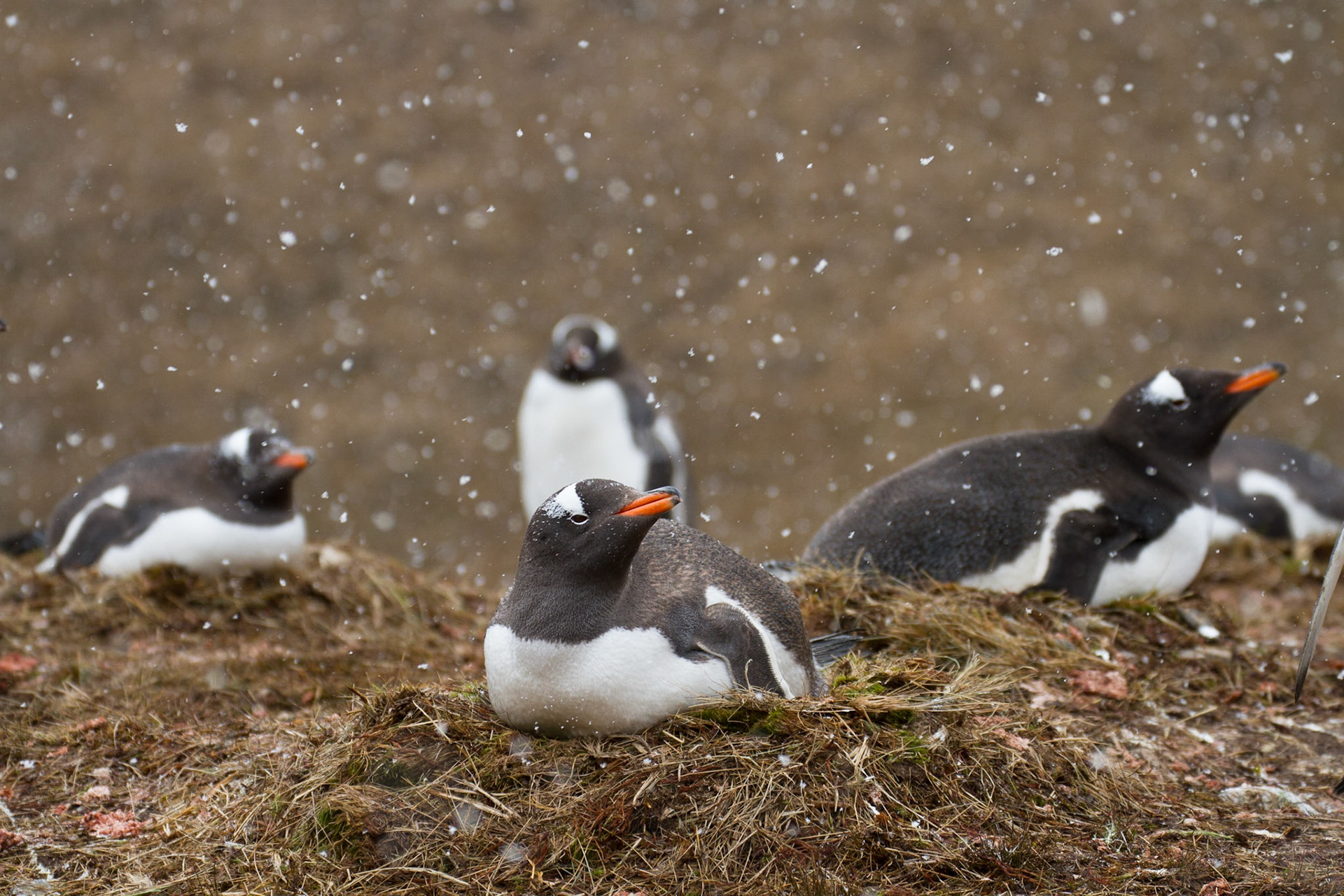Gentoo penguins nesting