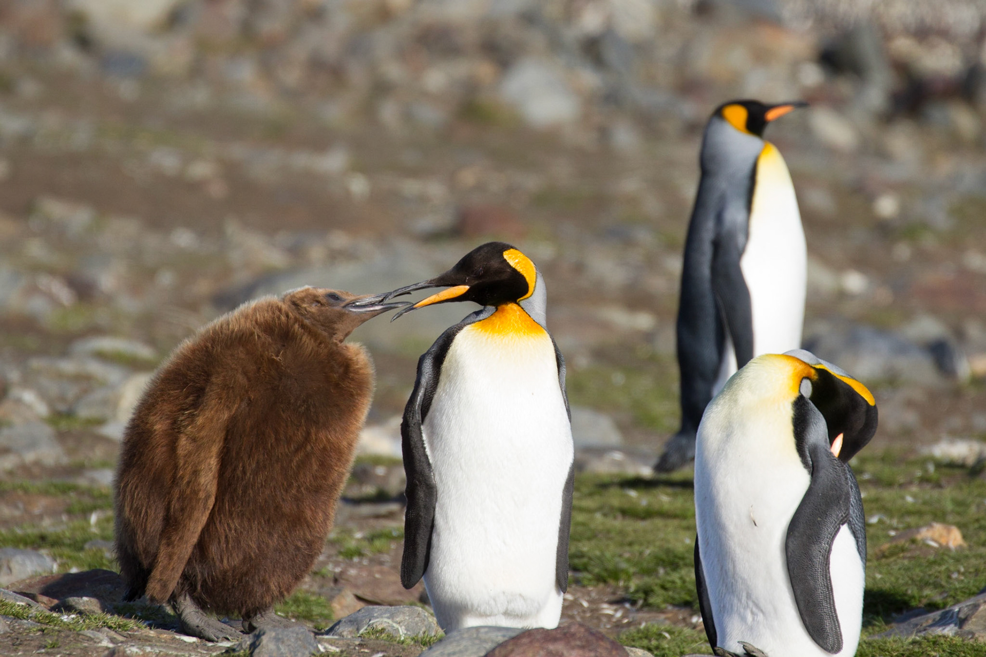 King penguin feeding chick