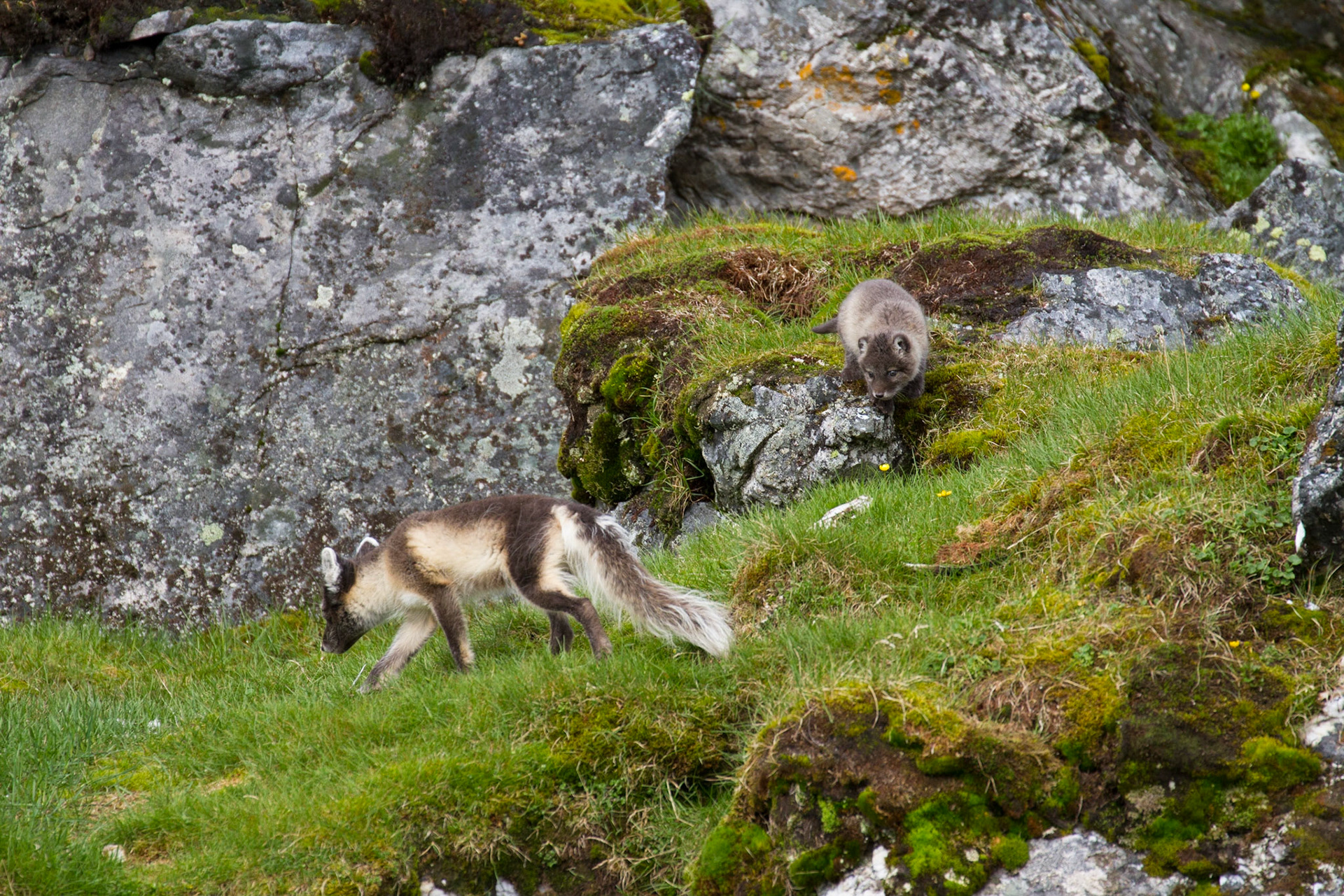 Arctic fox and kit