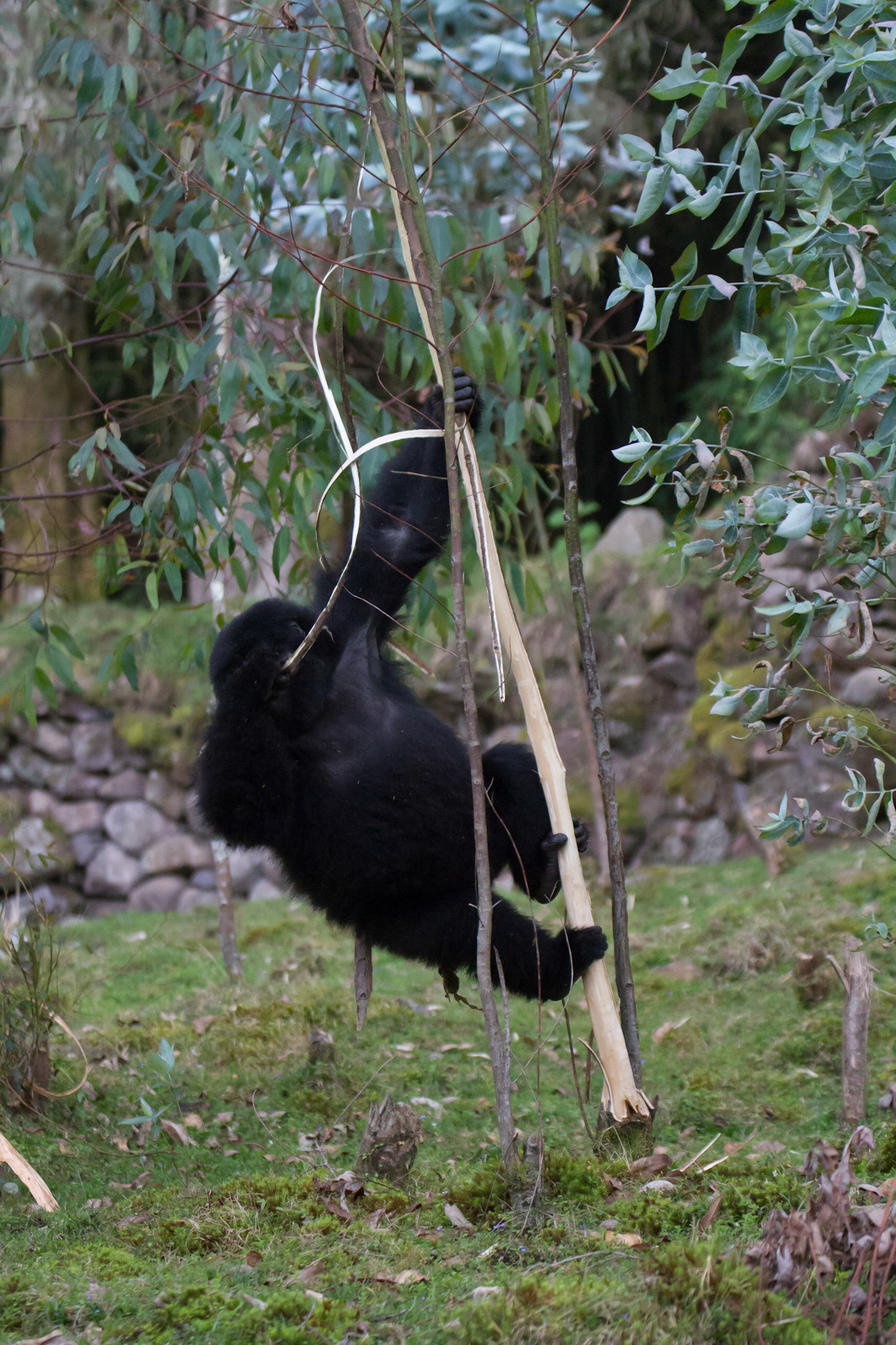 Stripping bark from eucalyptus tree