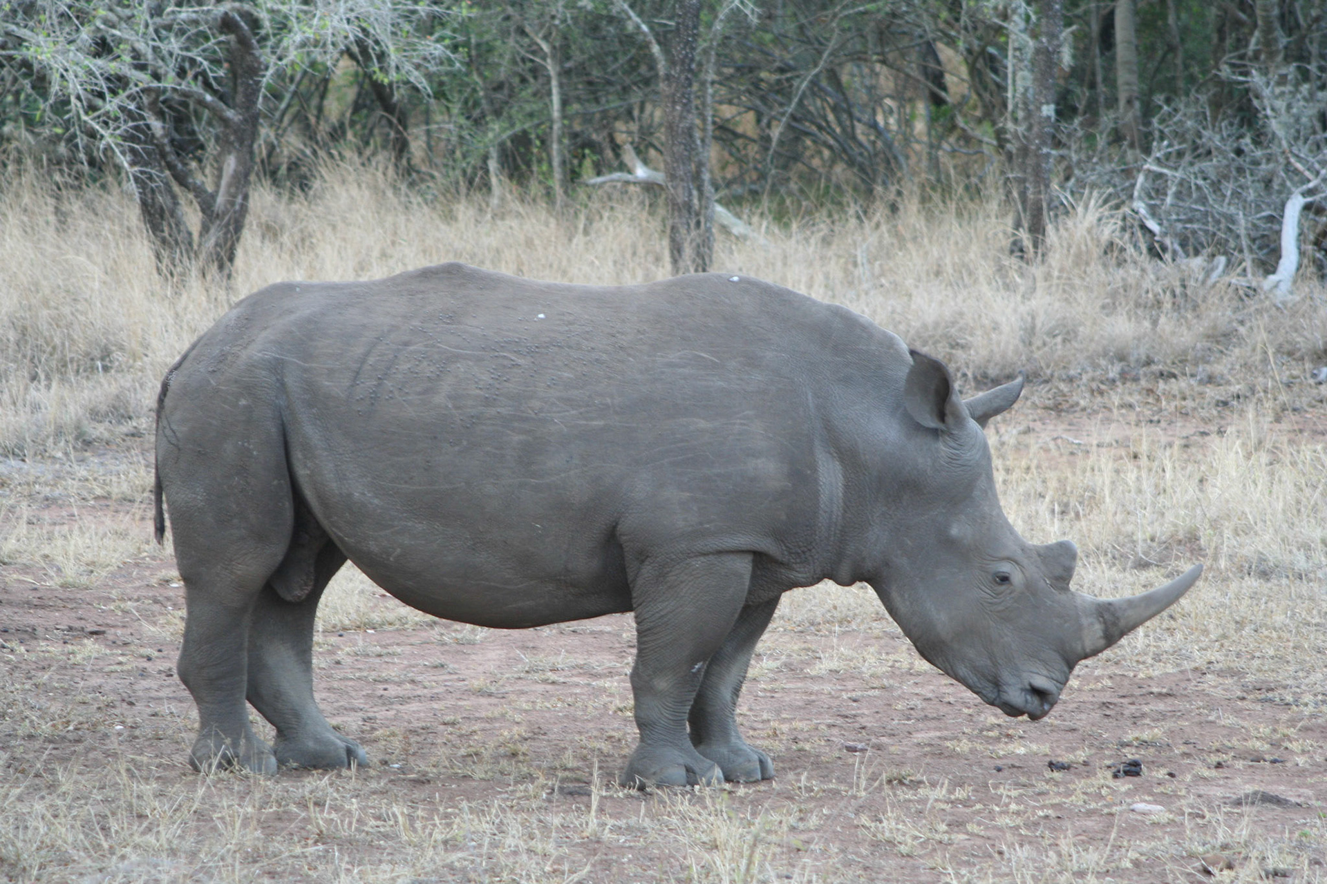 White rhino juvenile