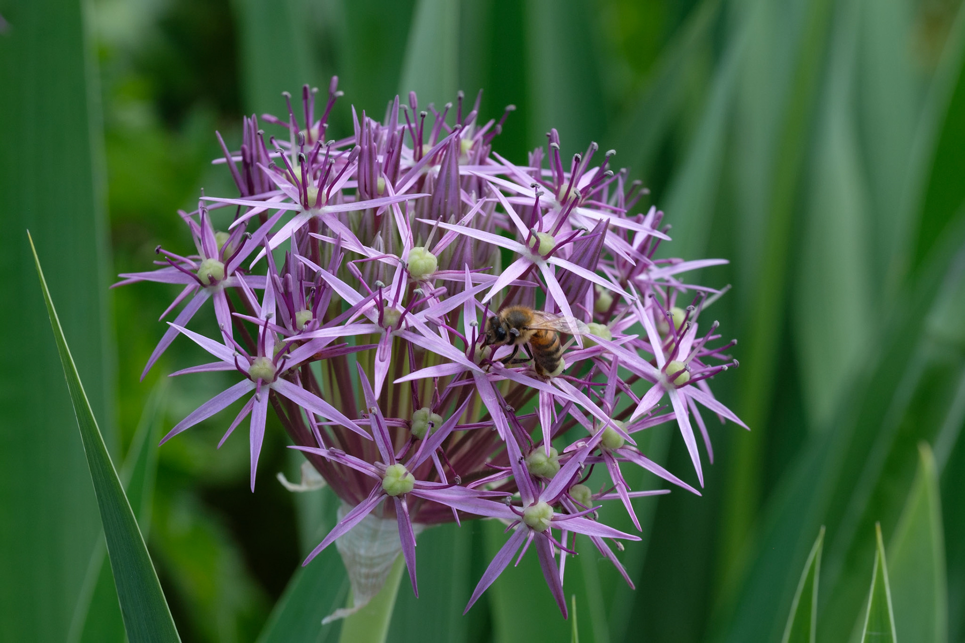 Allium and bee