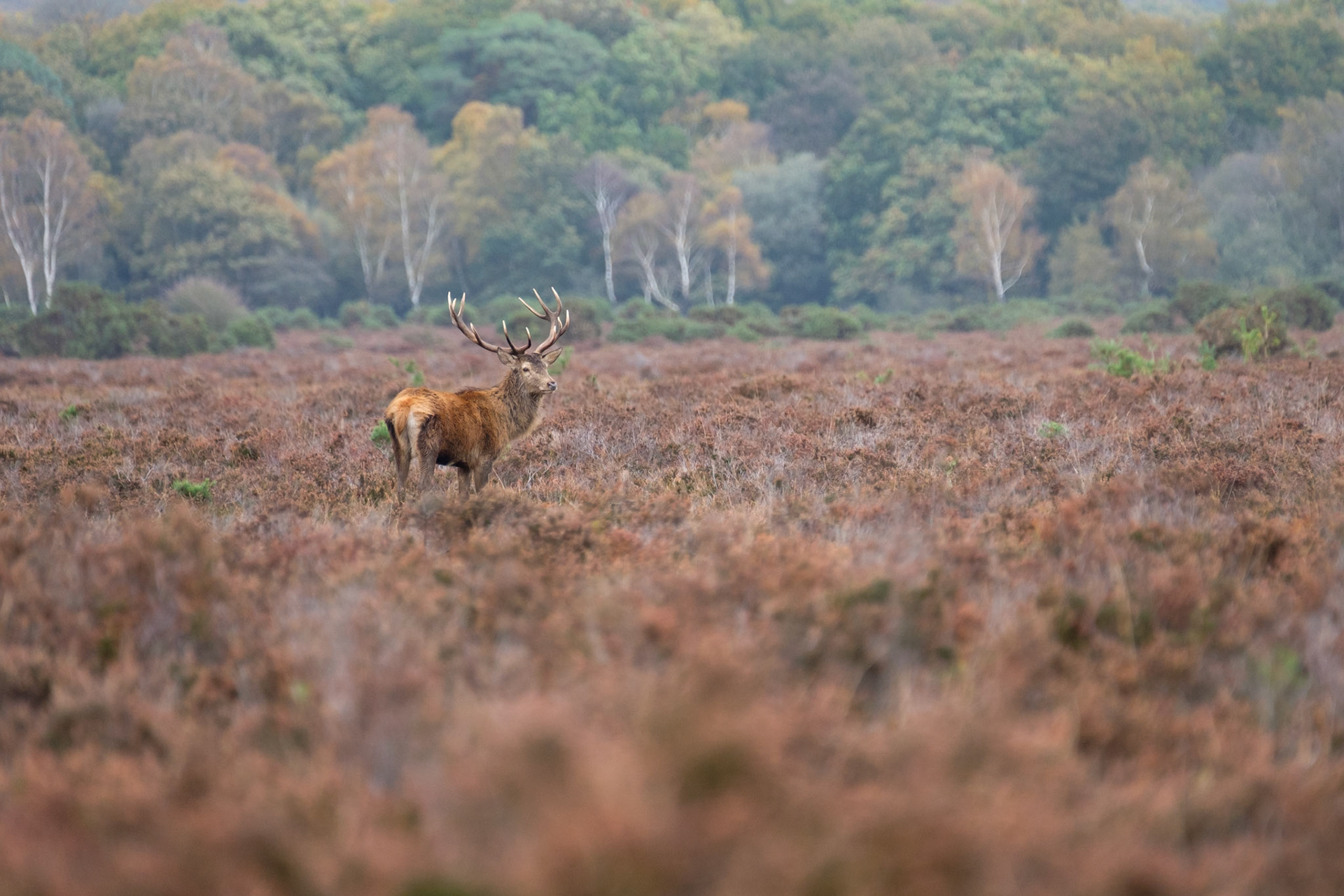 Red deer stag