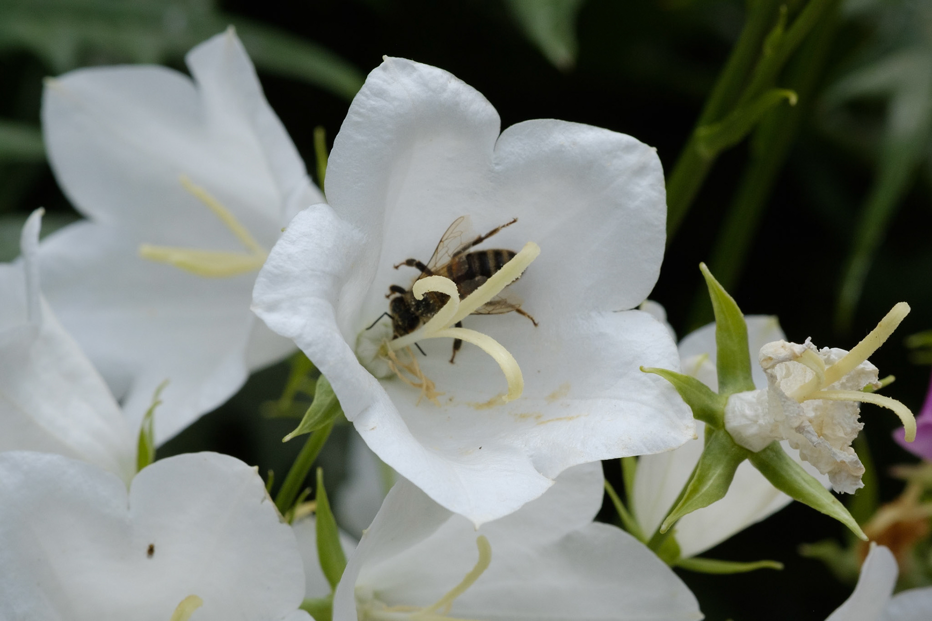 Bee in flower (curved bed)