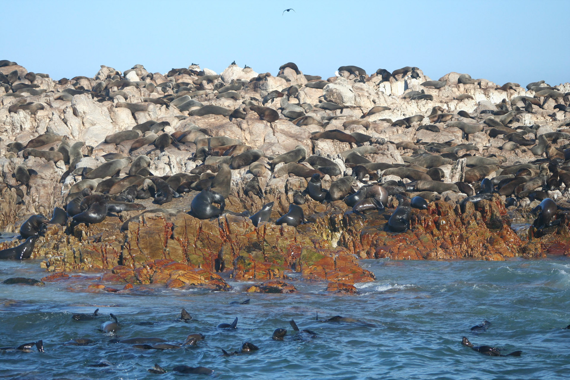 Cape fur seals