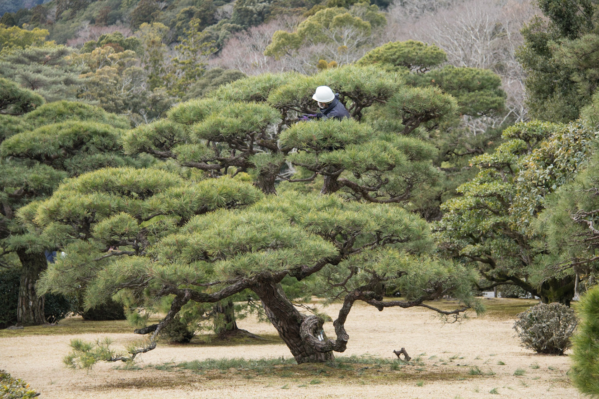 Pruning a black pine tree