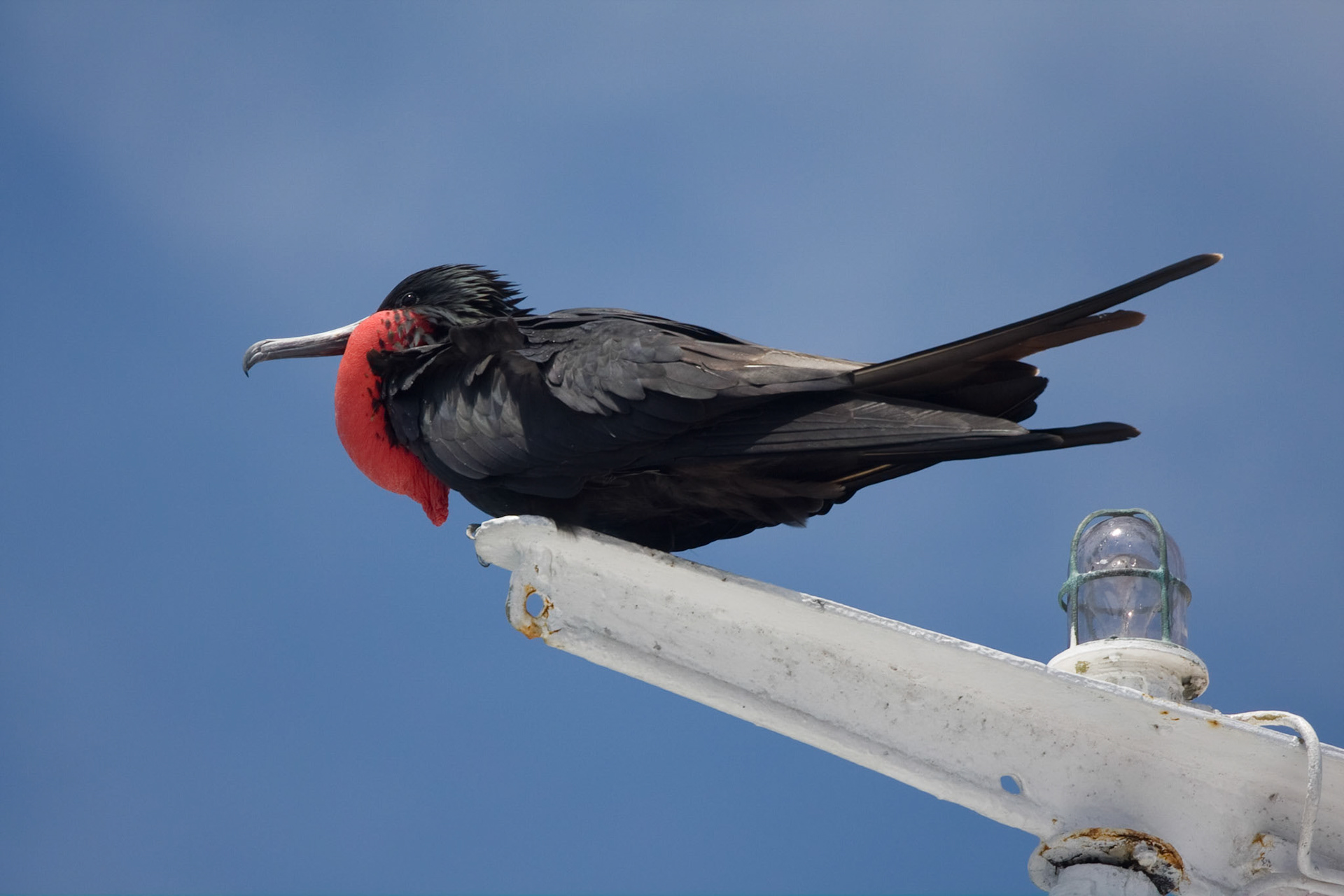 Frigate bird on boat