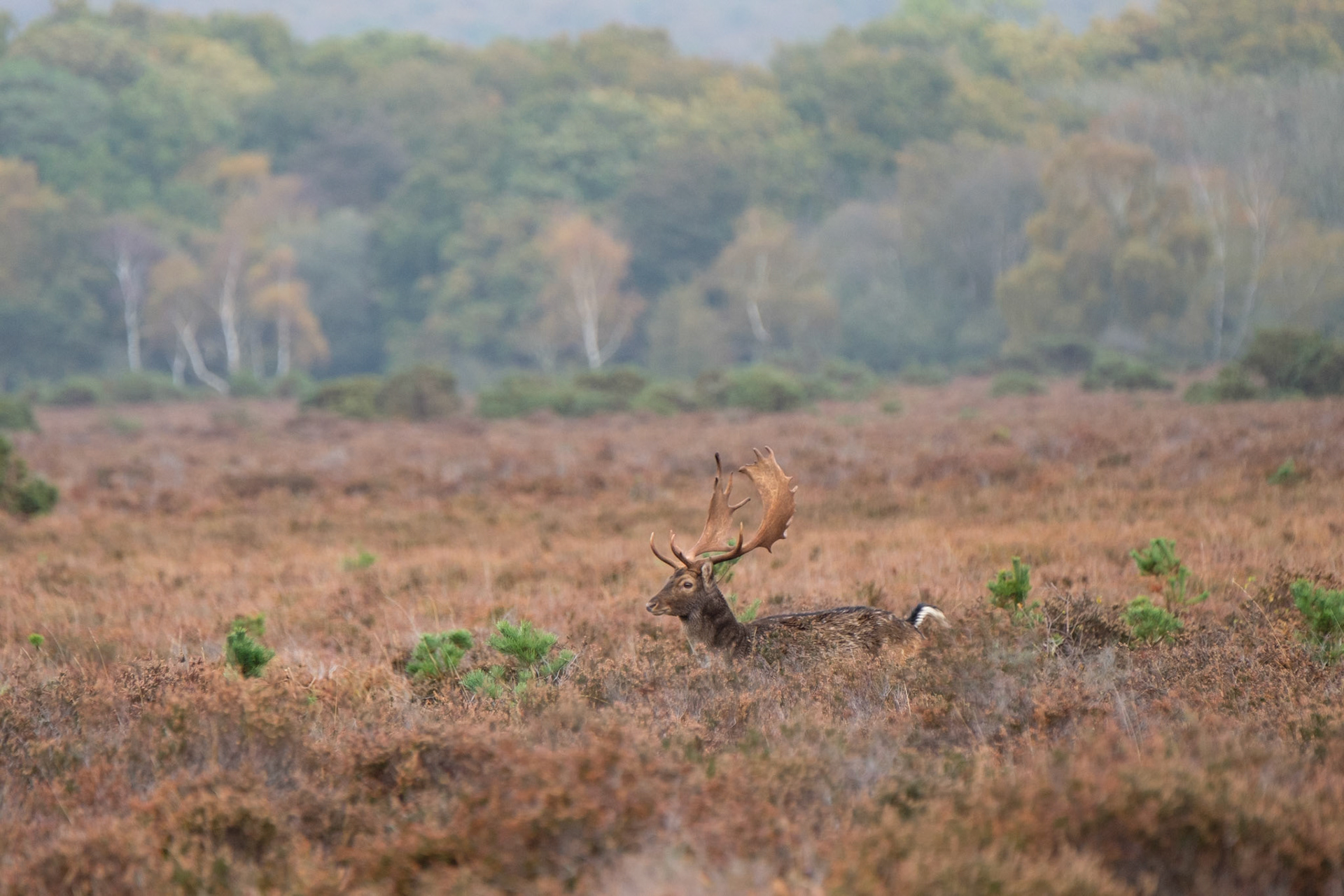 Fallow deer buck