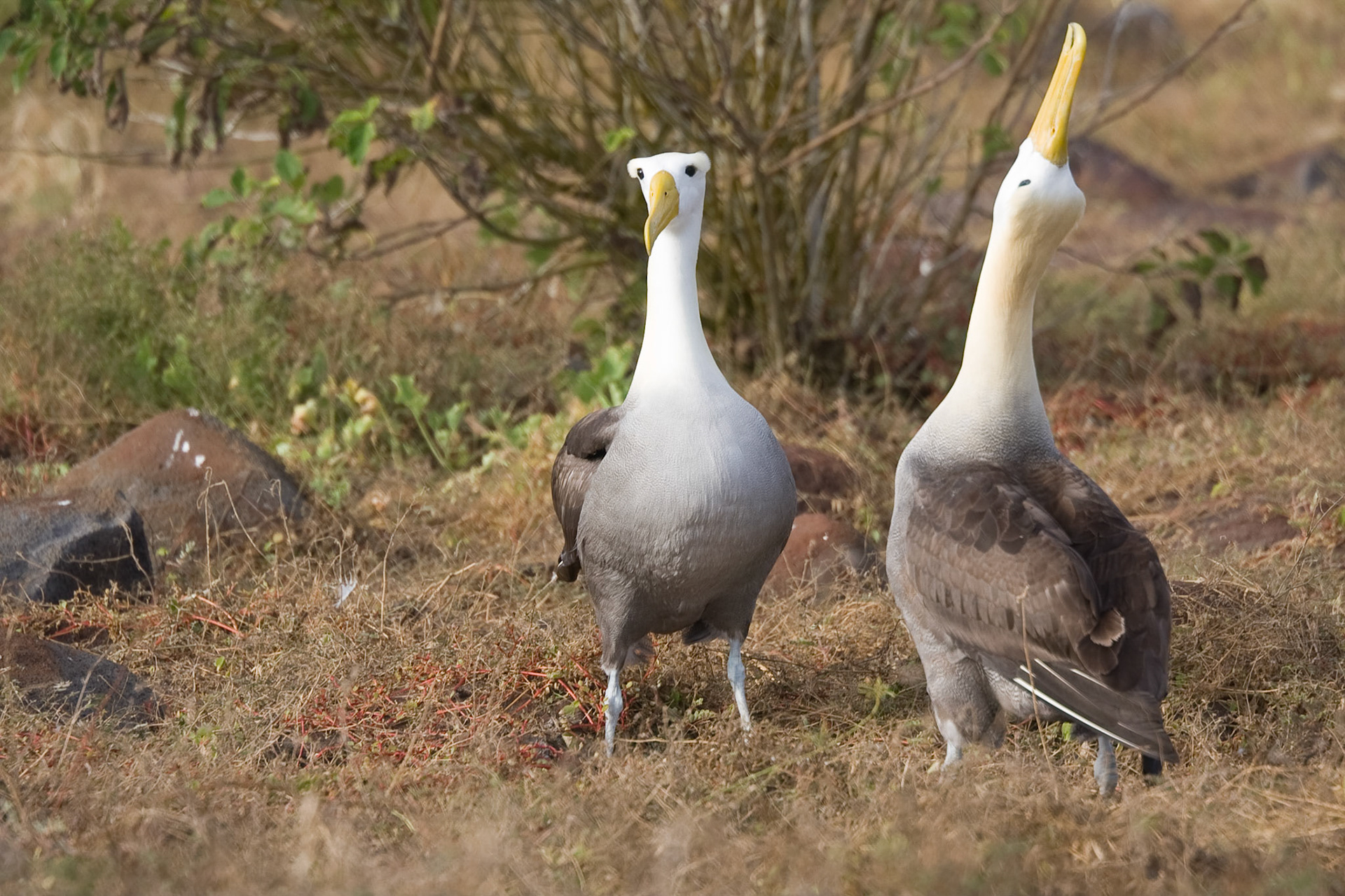 Waved albatross courtship ritual
