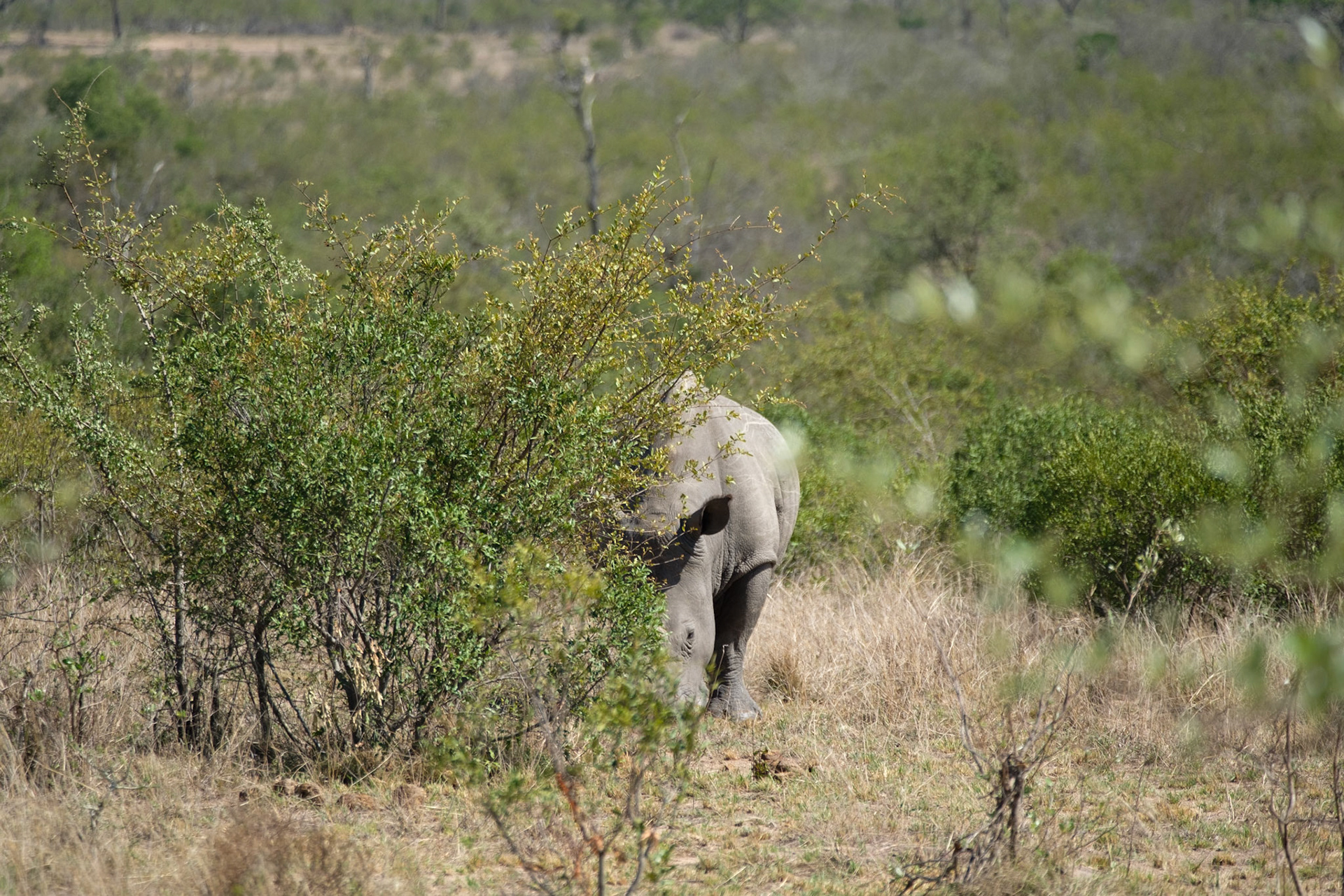 Camouflaged white rhino
