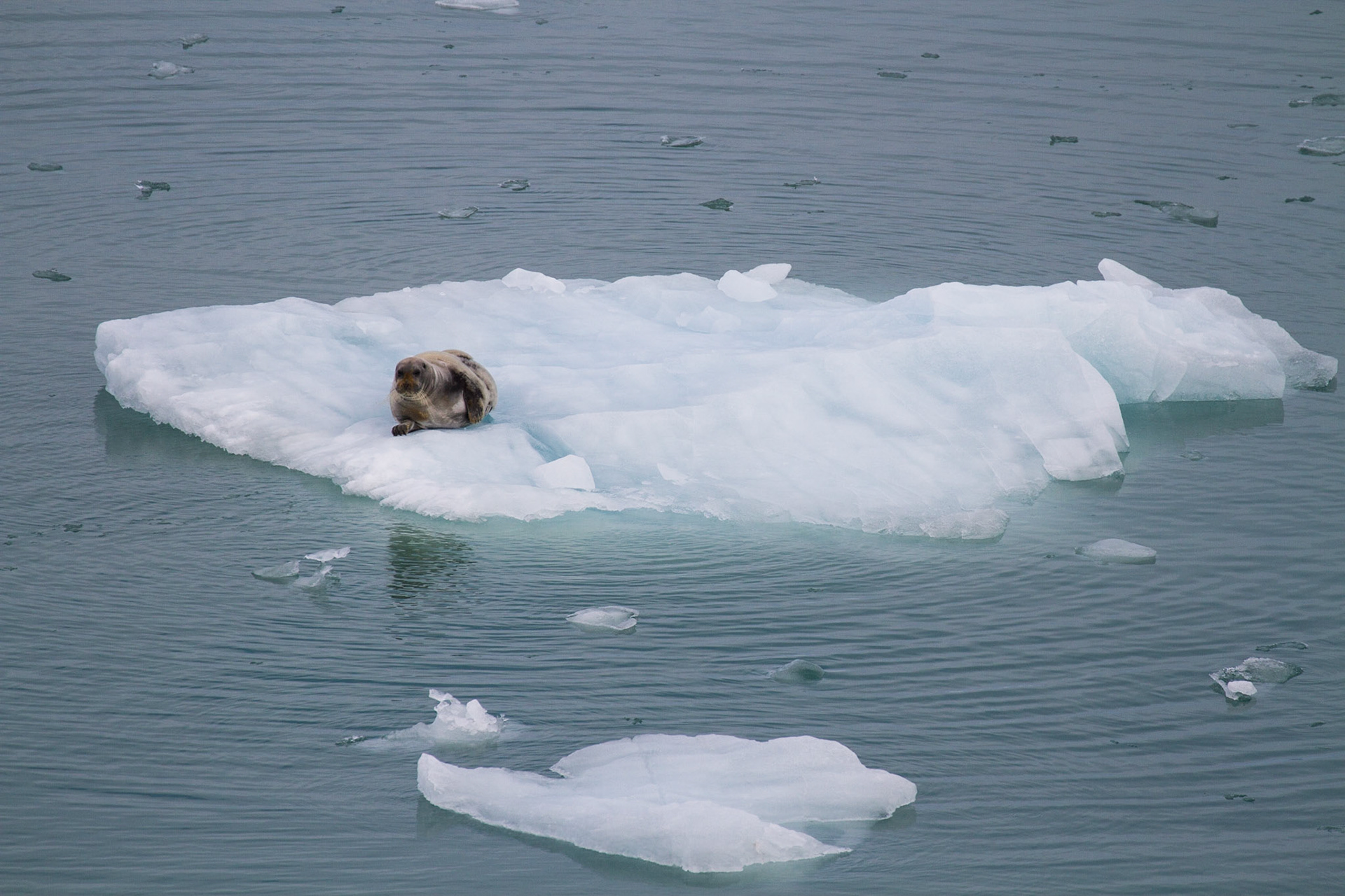 Bearded seal