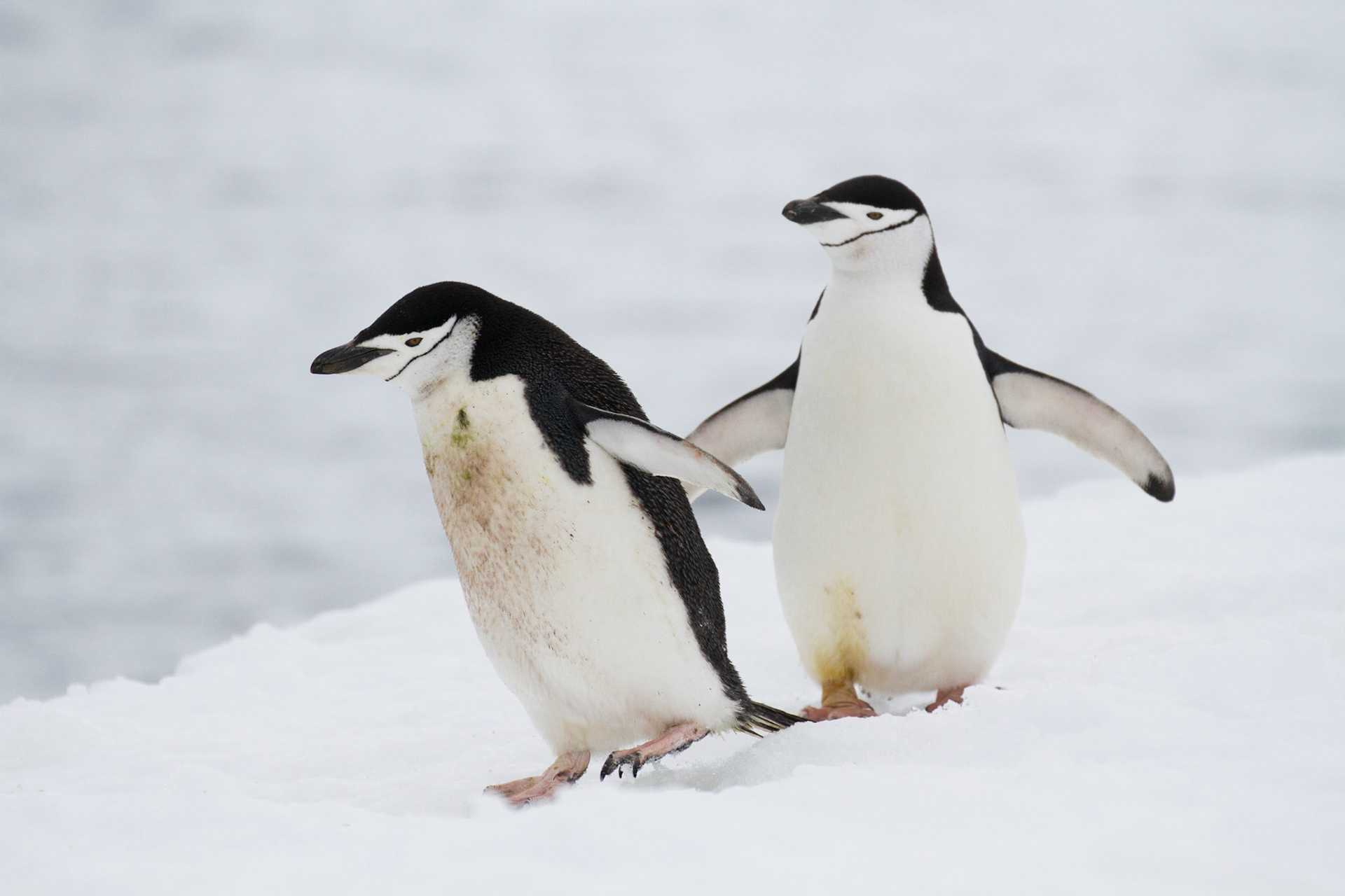 Chinstrap penguins