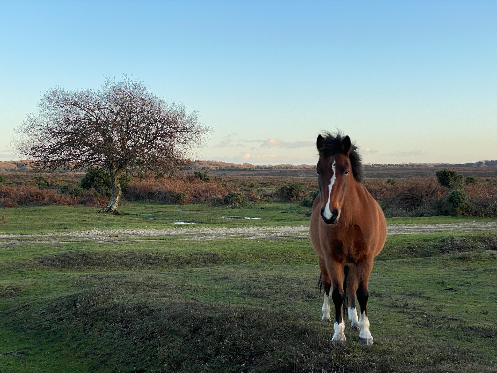 Posing for a photo near Fordingbridge
