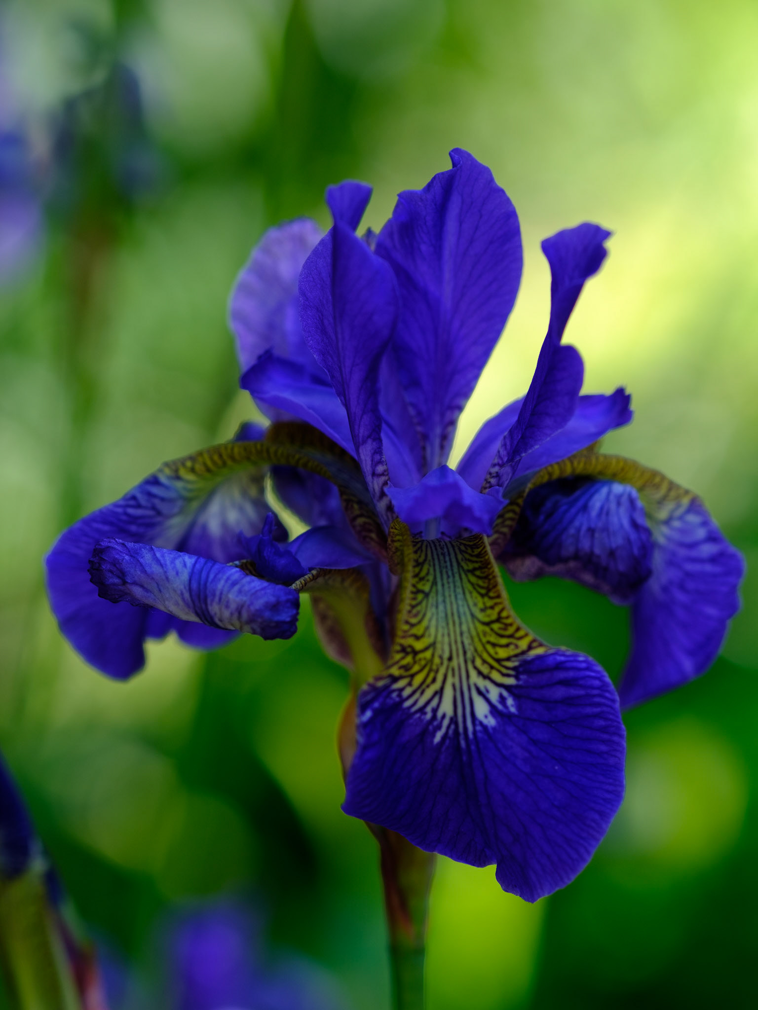 Iris (side border)