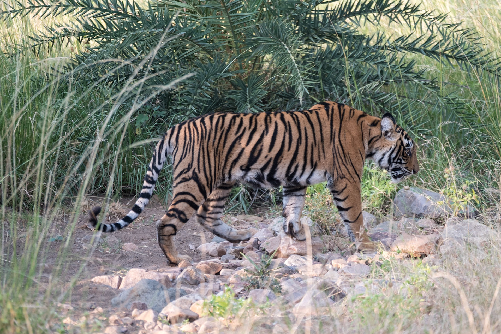 Tiger cub, Ranthambore zone 2