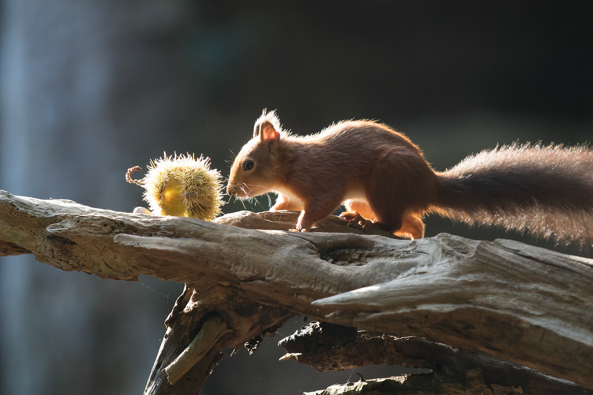 Red squirrel in the woods, Brownsea Island