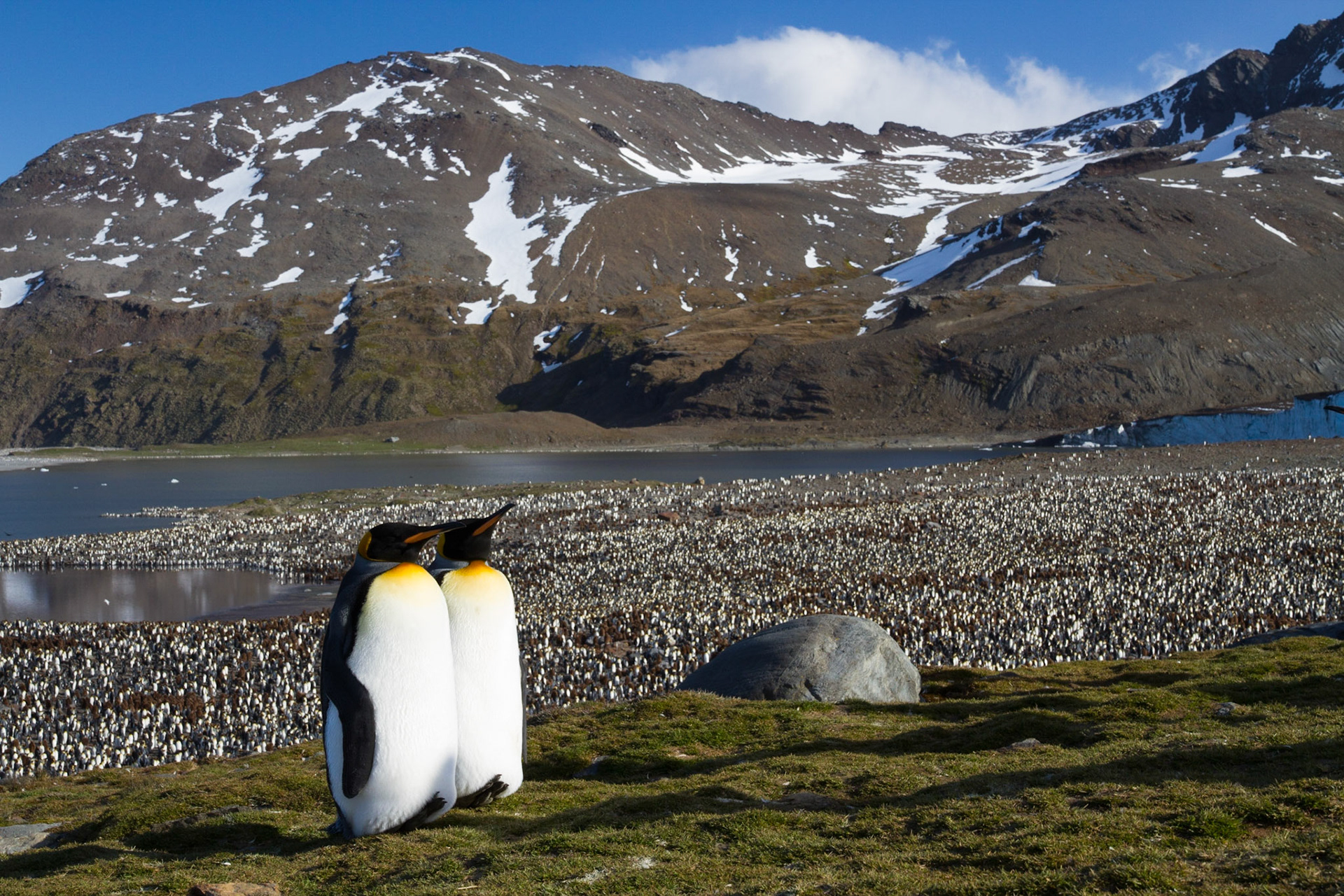 King penguins at St Andrew's Bay