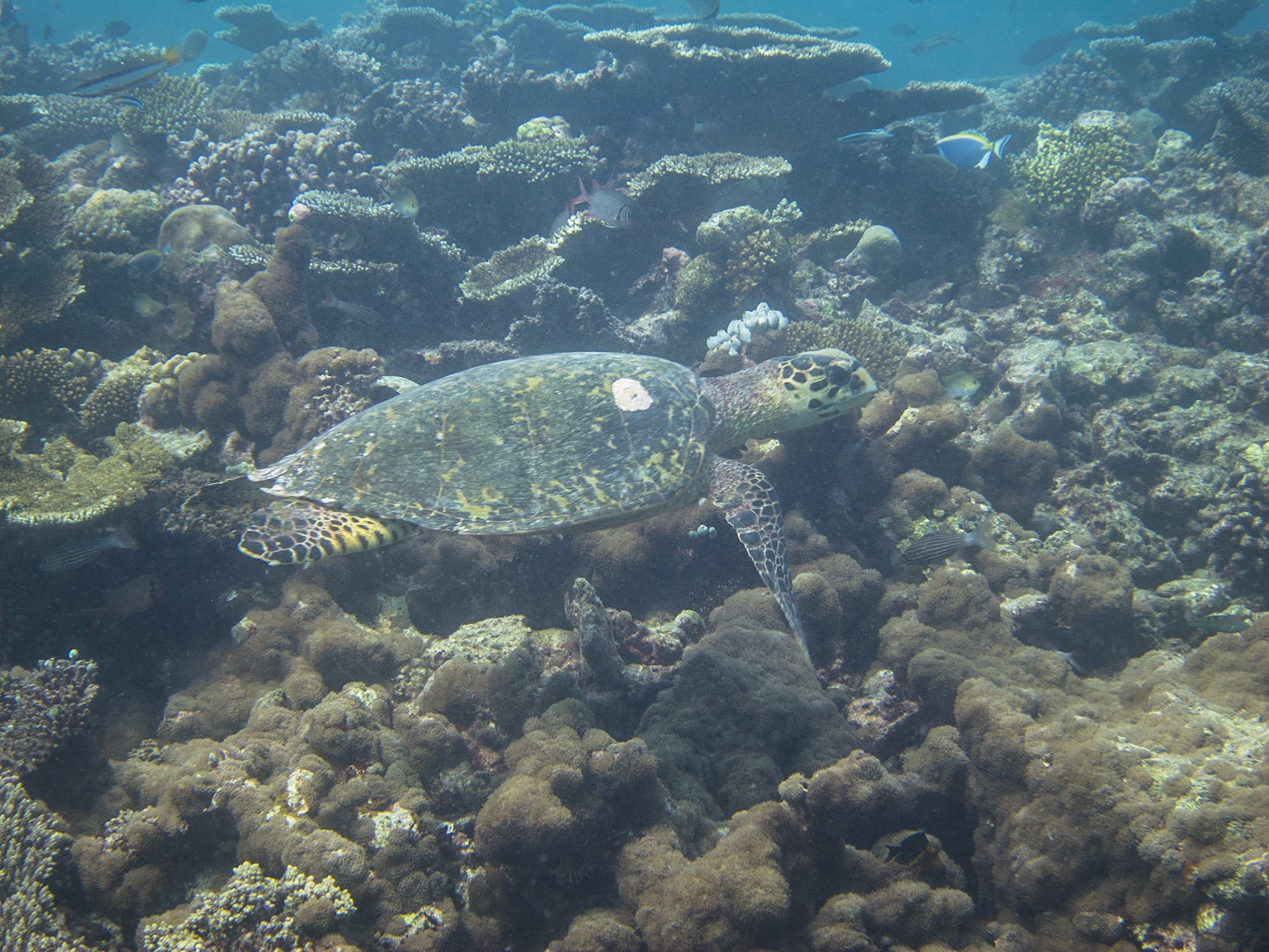 Green turtle