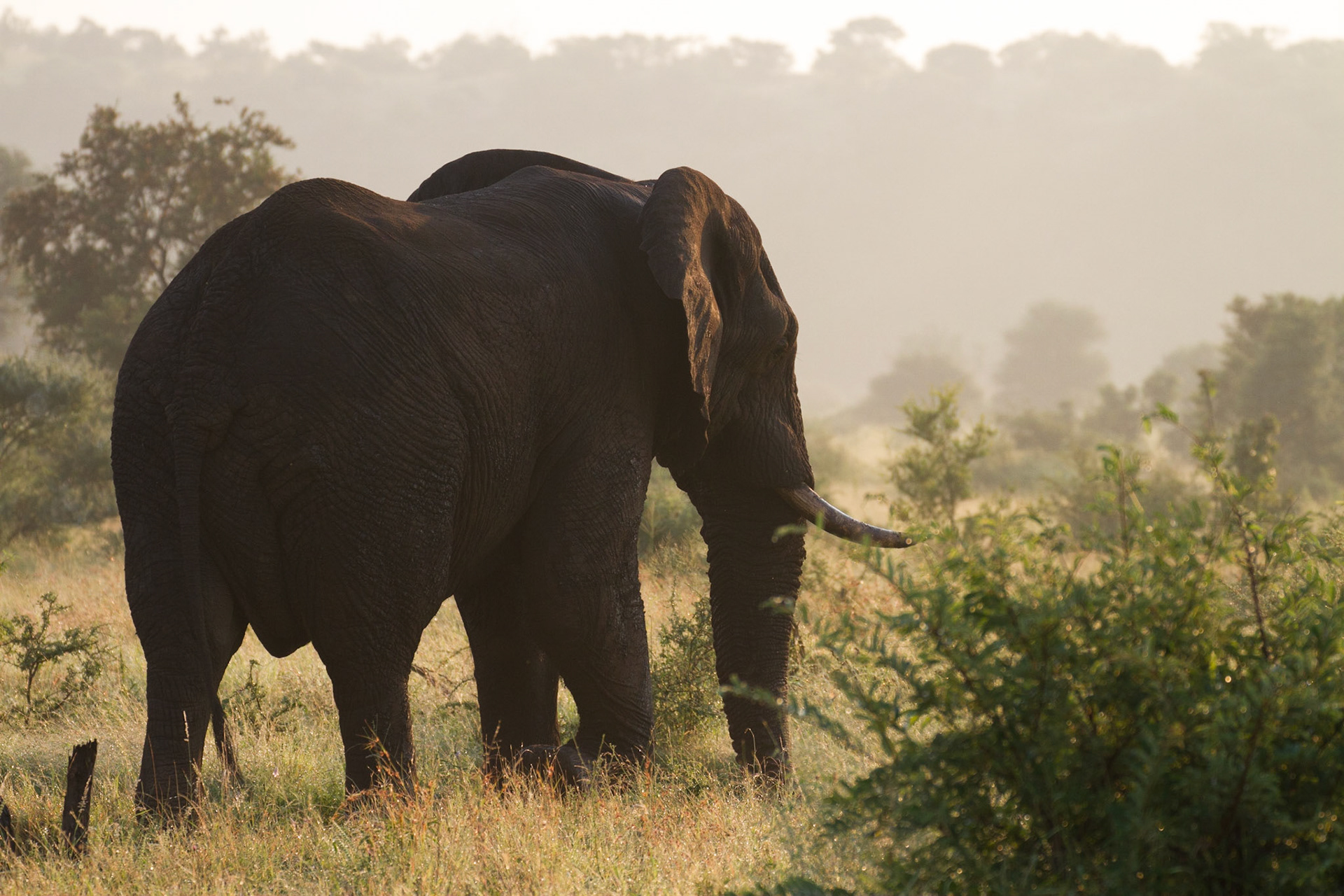 Elephant walking through the bush