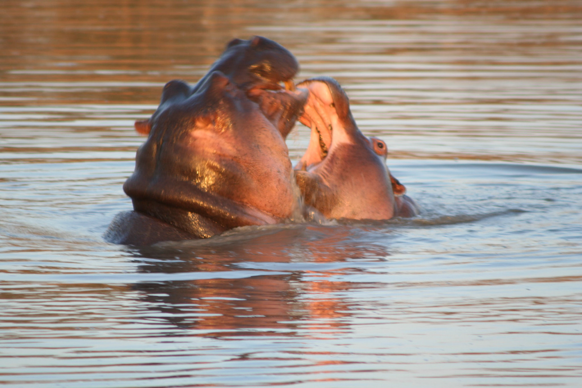 Hippos playing at Clara Dam, sunset