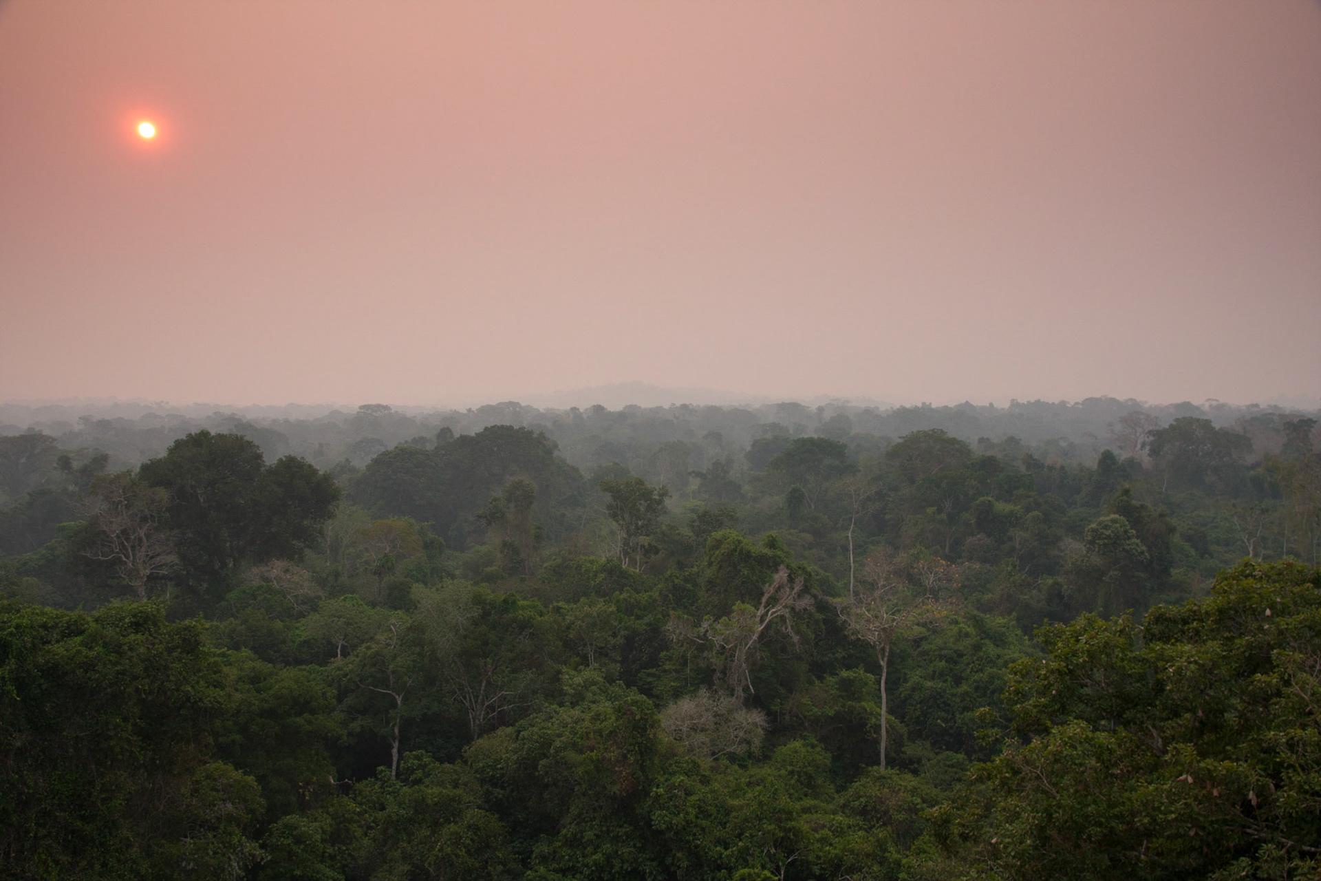 Sunset over the canopy