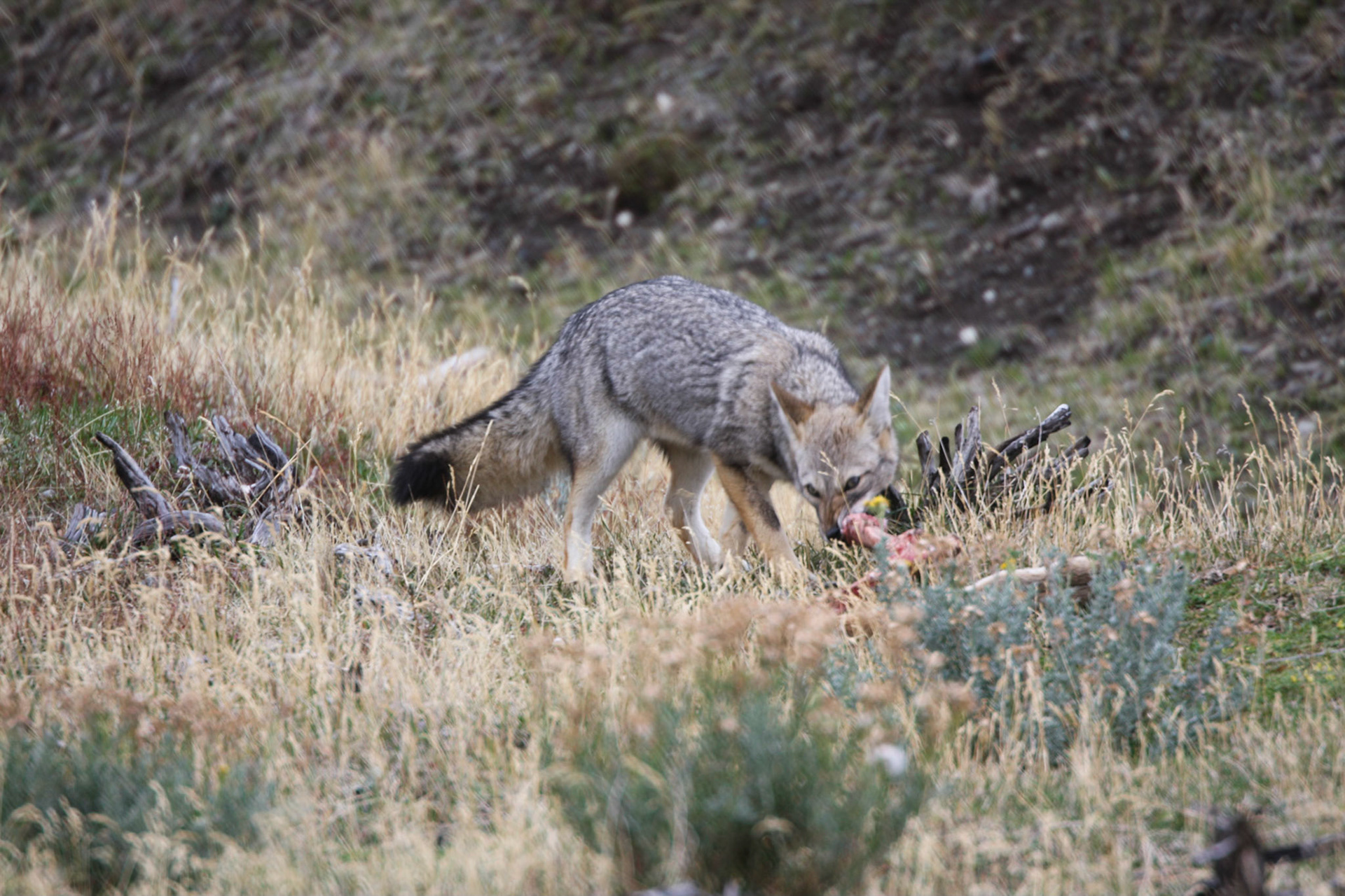 Fox (eating a dead guanaco)