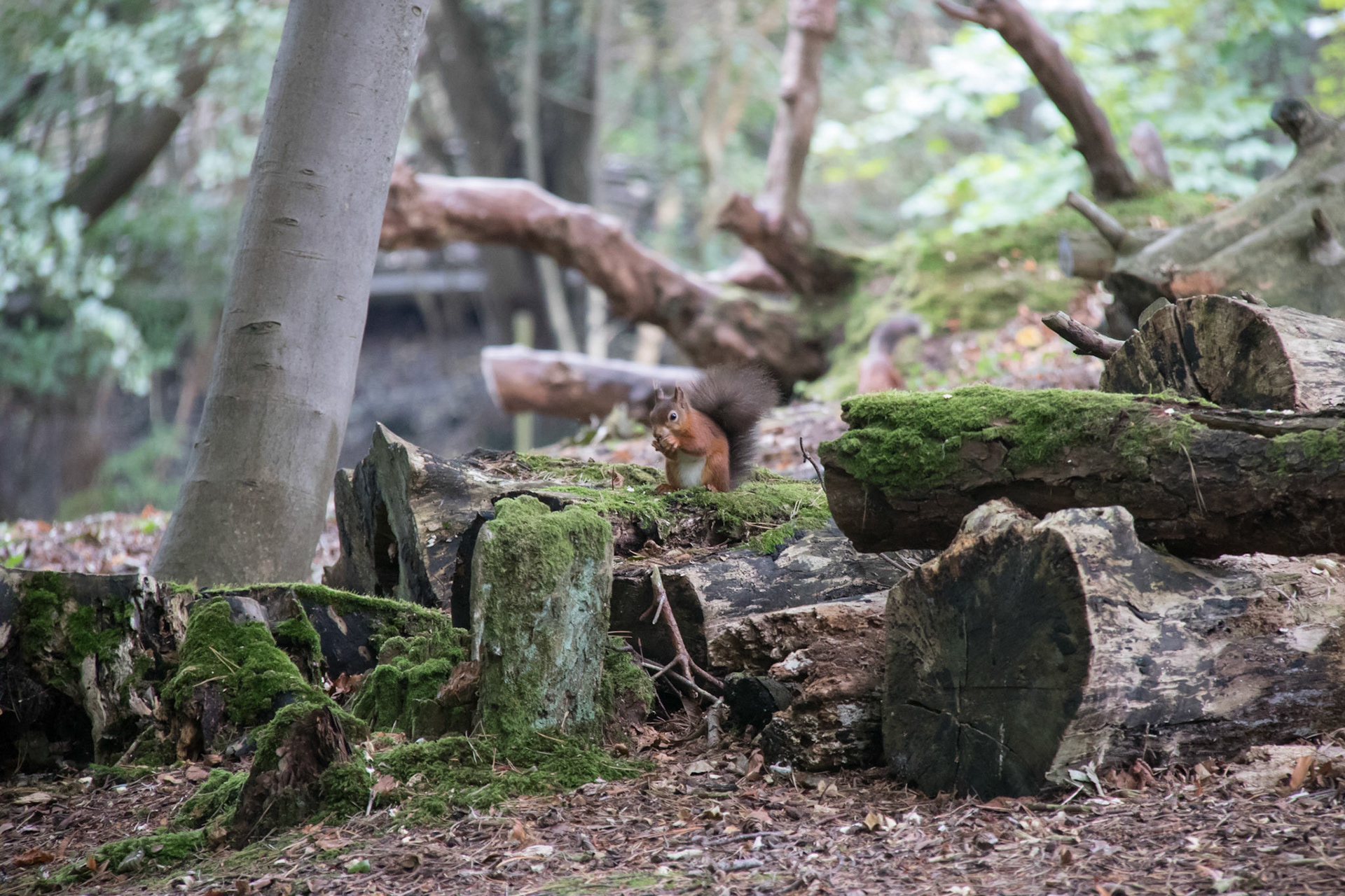 Red squirrel in the woods, Brownsea Island